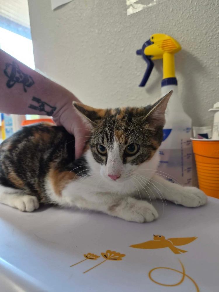 ZeZe, Adoptable, Kitten Female Domestic Short Hair.