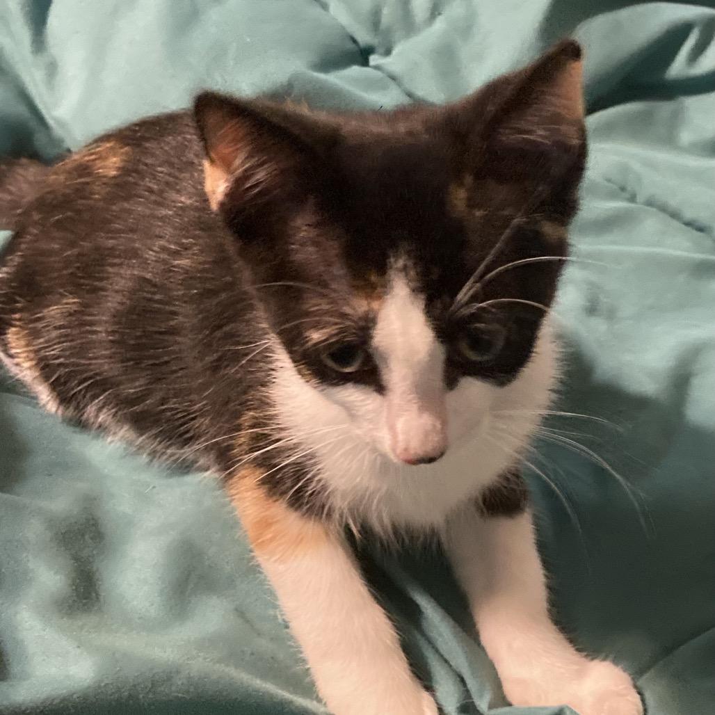 Poppy Dyal-KV, a Adoptable Domestic Short Hair in Tallahassee, FL image 1/5