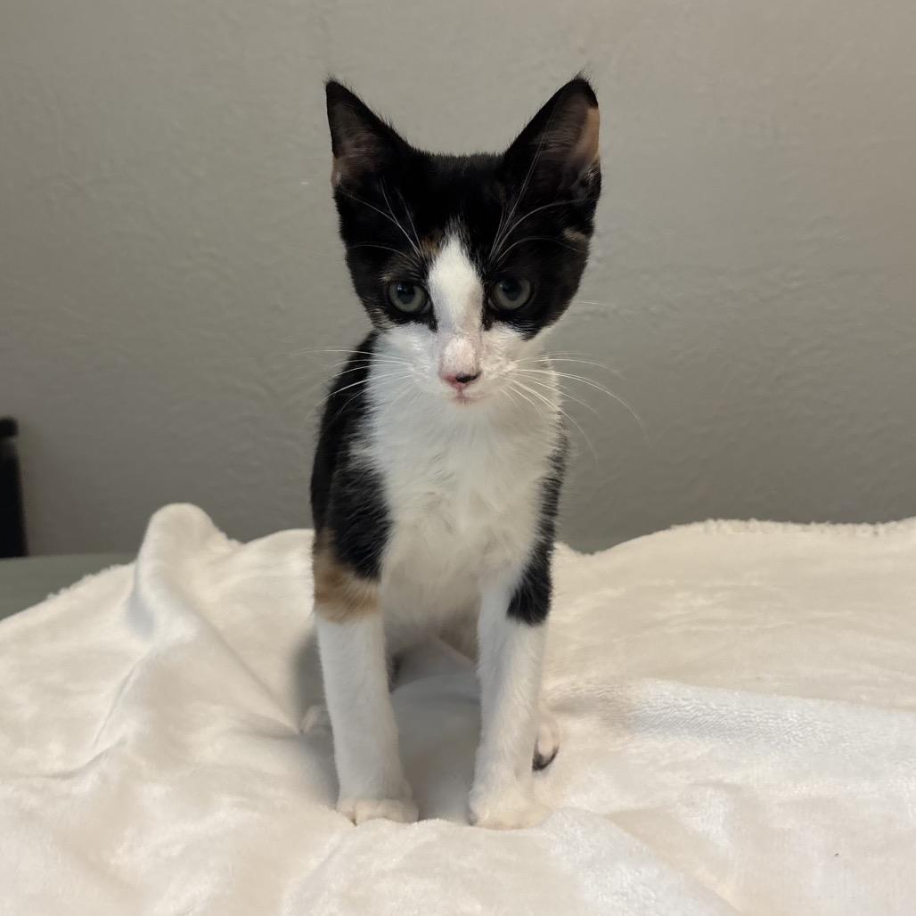 Poppy Dyal-KV, a Adoptable Domestic Short Hair in Tallahassee, FL image 2/5
