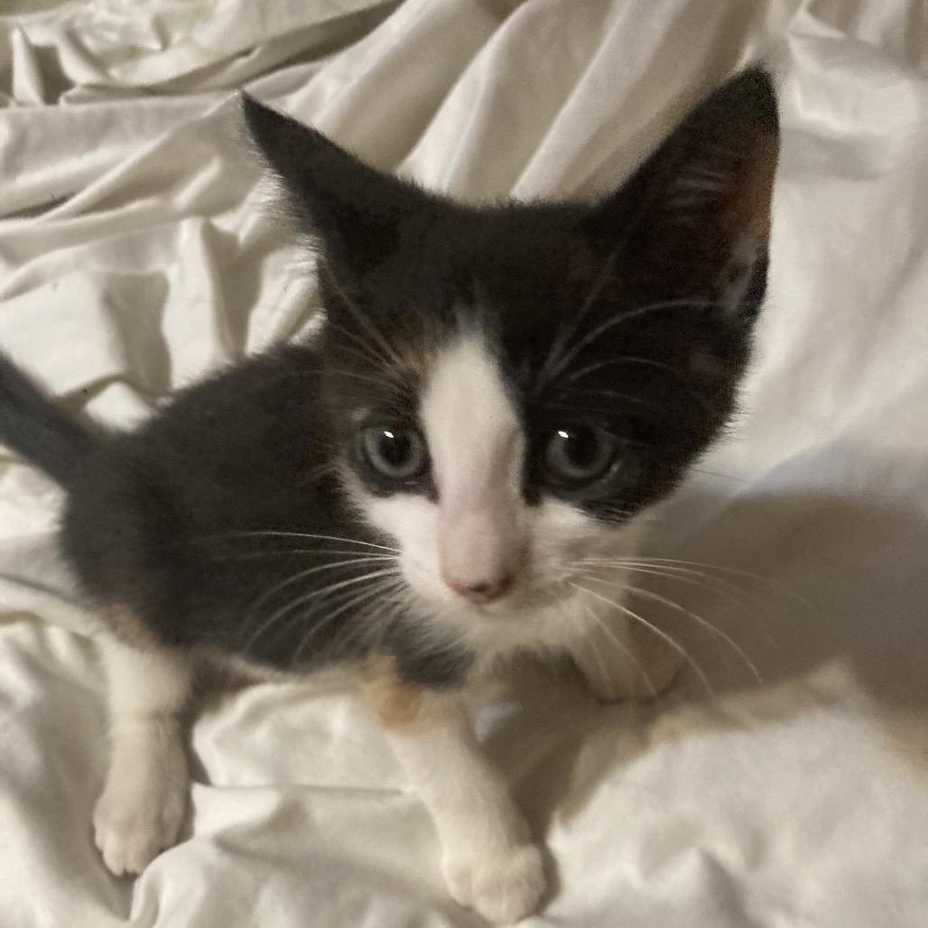 Poppy Dyal-KV, a Adoptable Domestic Short Hair in Tallahassee, FL image 3/5