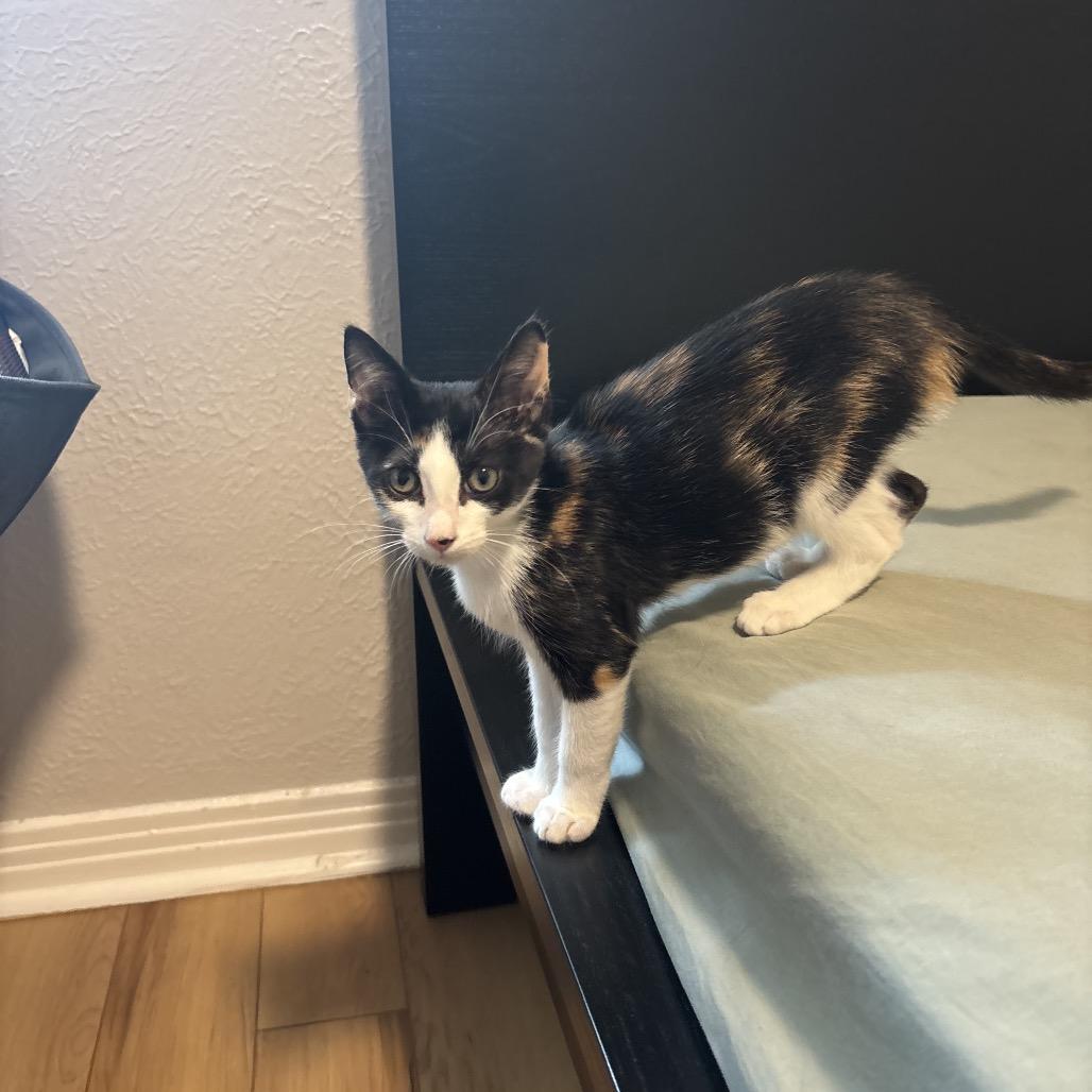 Poppy Dyal-KV, a Adoptable Domestic Short Hair in Tallahassee, FL image 4/5