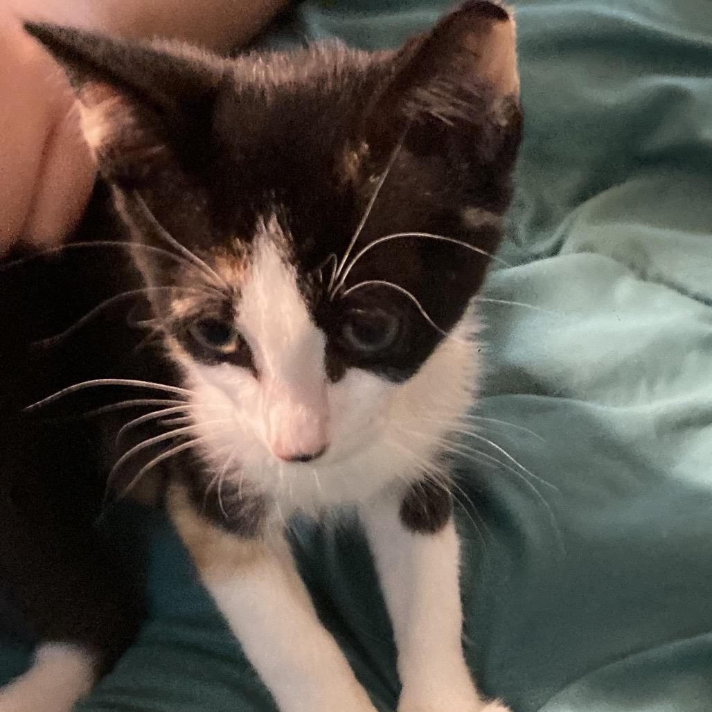Poppy Dyal-KV, a Adoptable Domestic Short Hair in Tallahassee, FL image 5/5