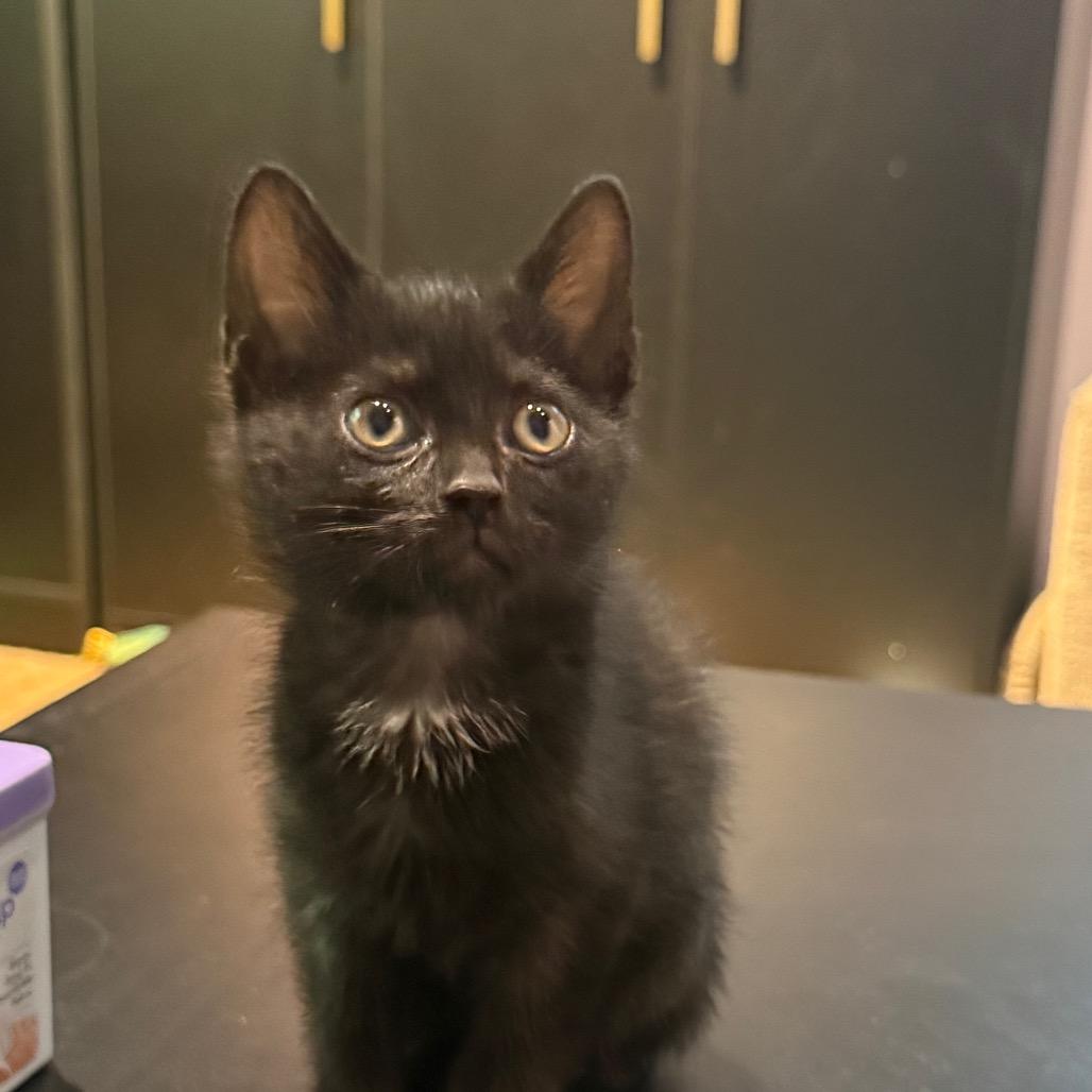 Enlarge Misty, a Adoptable Domestic Short Hair in Silver Spring, MD image 1/2