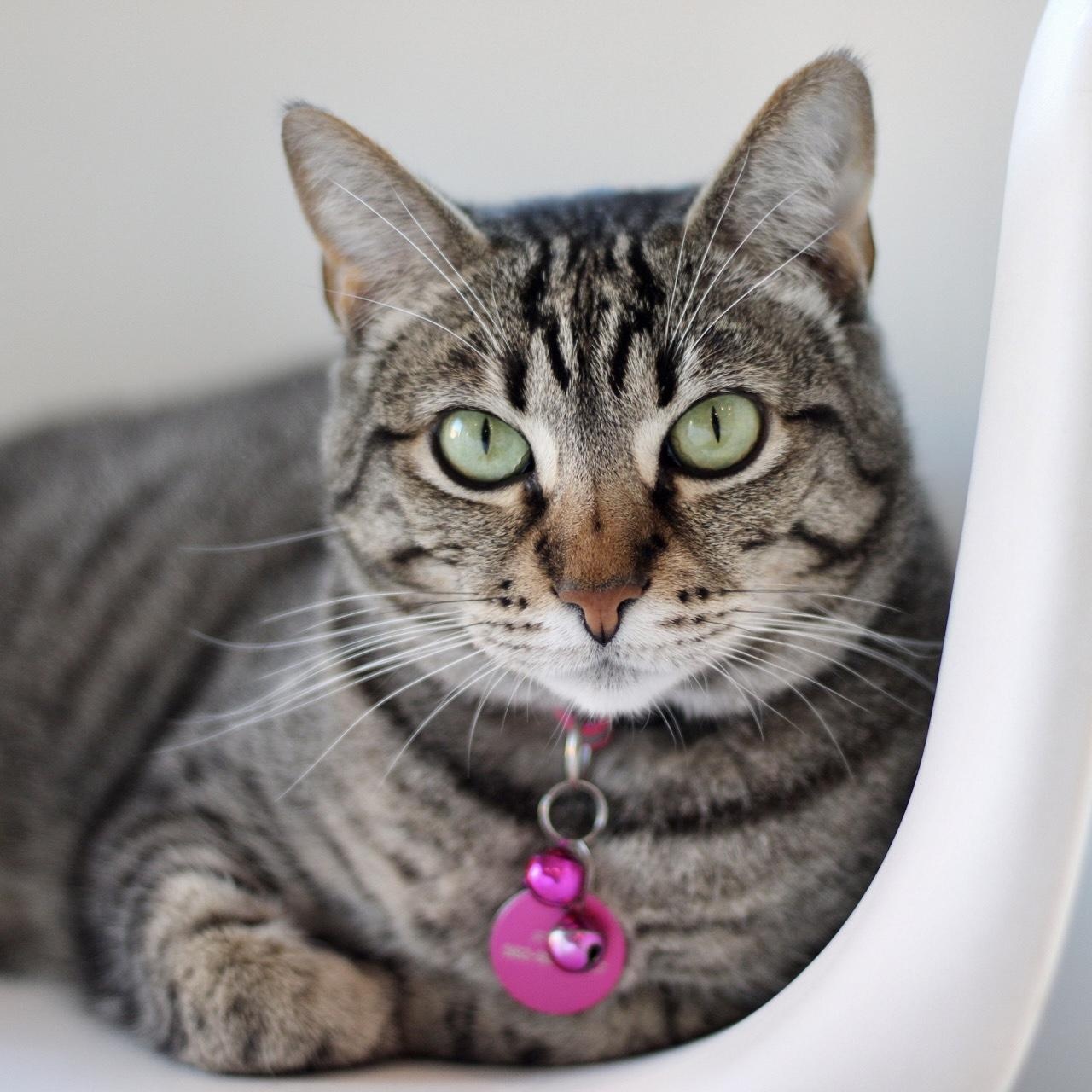 Mama Ding Ding - BONDED, Adoptable, Adult Female Domestic Short Hair.