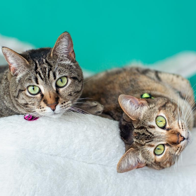 Enlarge Mama Ding Ding - BONDED, a Adoptable Domestic Short Hair in Long Beach, CA image 2/3