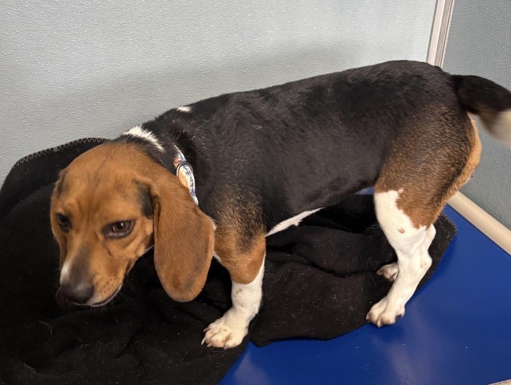 BONNIE, Adoptable, Adult Female Beagle.