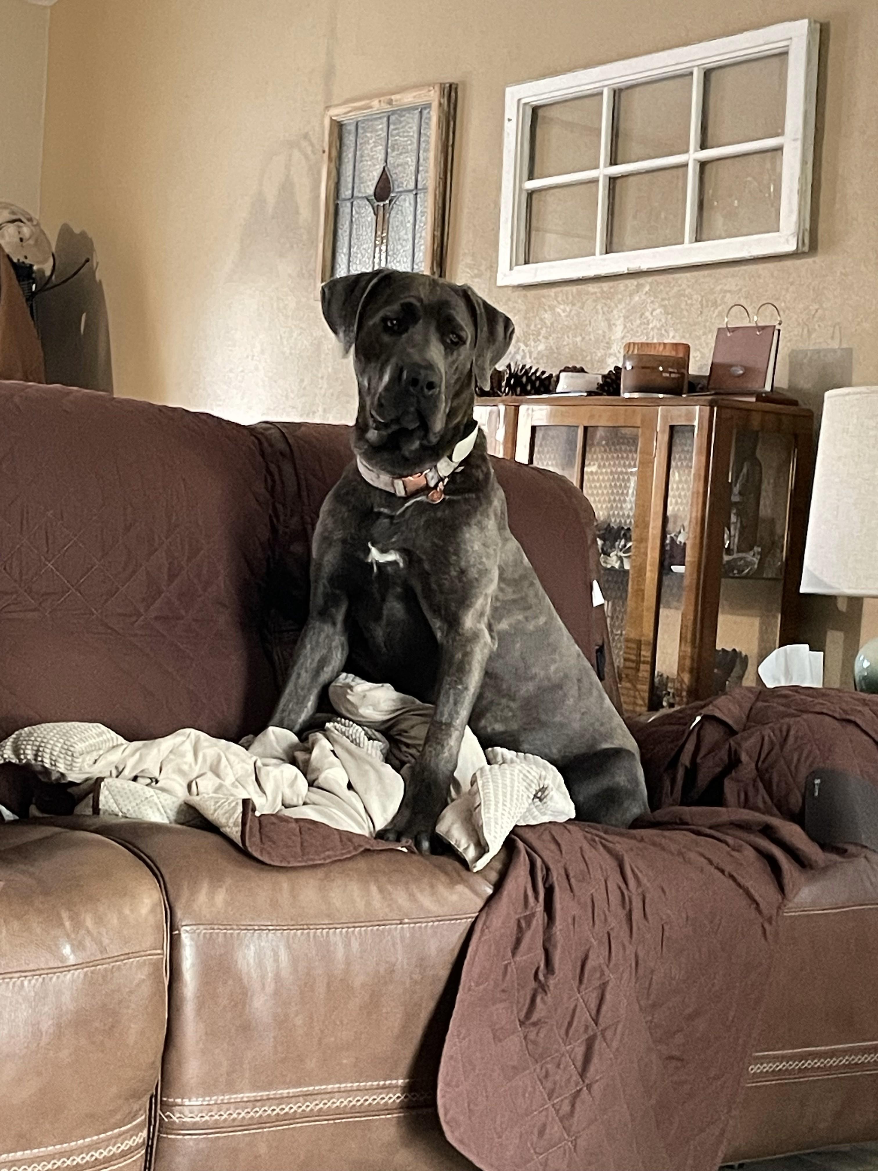 Enlarge Binks, a ADOPTABLE Cane Corso in Dallas, TX image 2/3