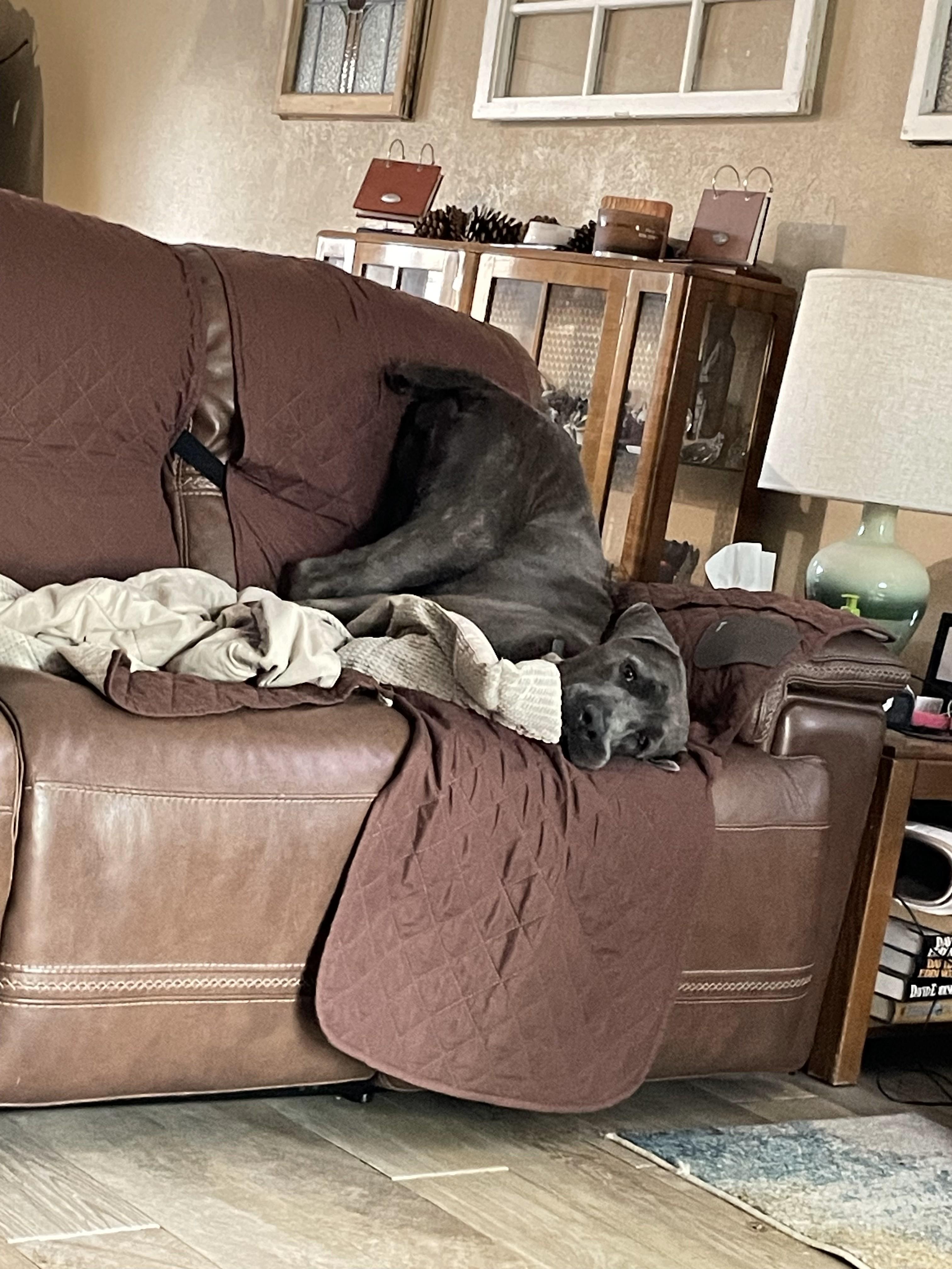 Enlarge Binks, a ADOPTABLE Cane Corso in Dallas, TX image 3/3