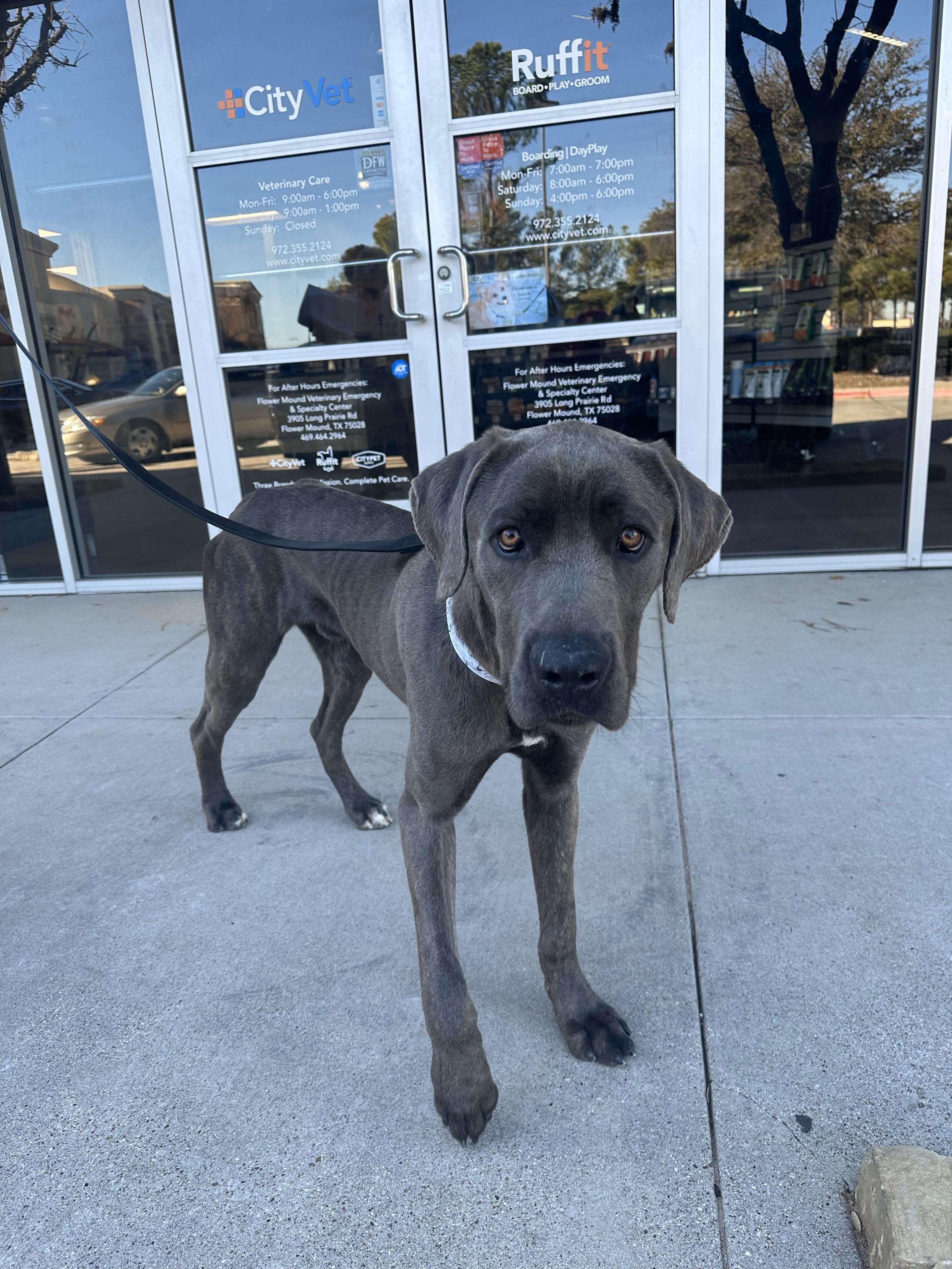 Binks, ADOPTABLE, Young Male Cane Corso.