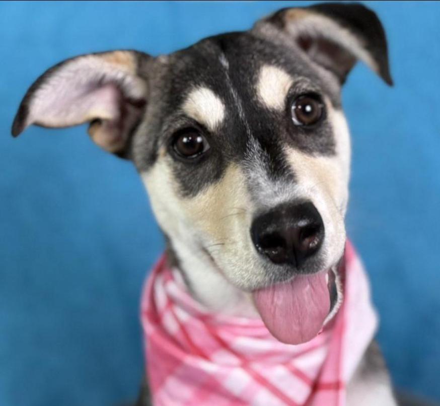 Enlarge Lani -No mama. No home. Just a junkyard and a worker who said, "take her.", a Adoptable mixed breed in San Antonio, TX image 6/6