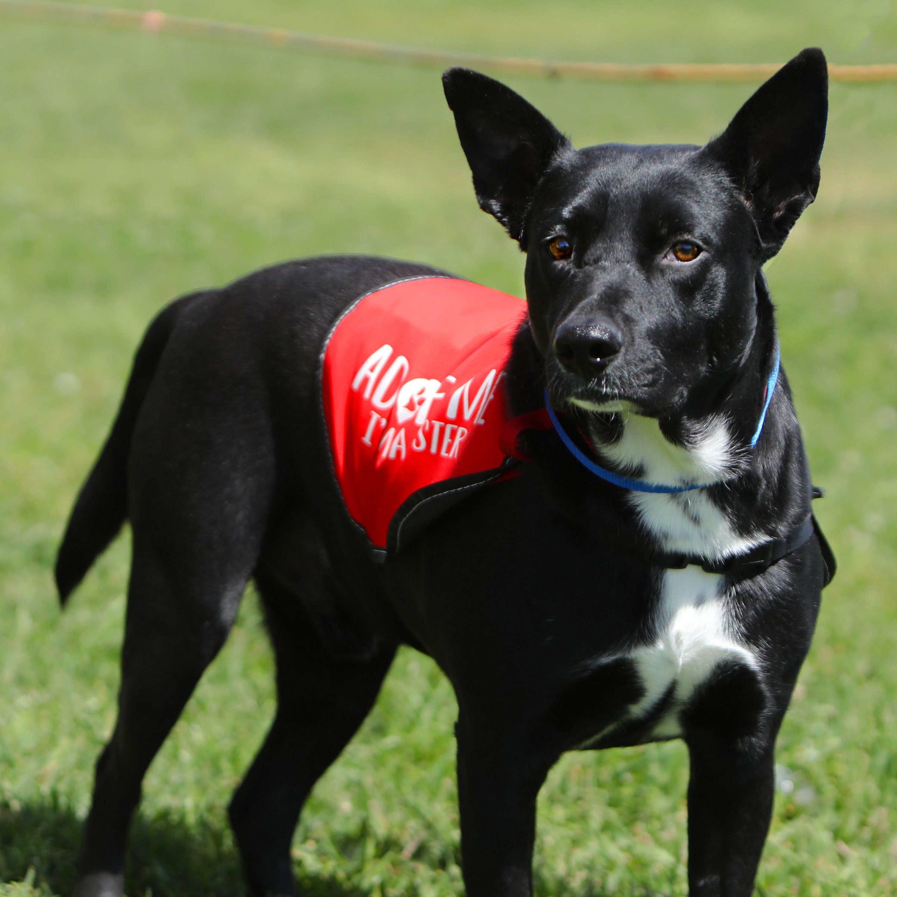 Berry, Adopted, Adult Male German Shepherd Dog.
