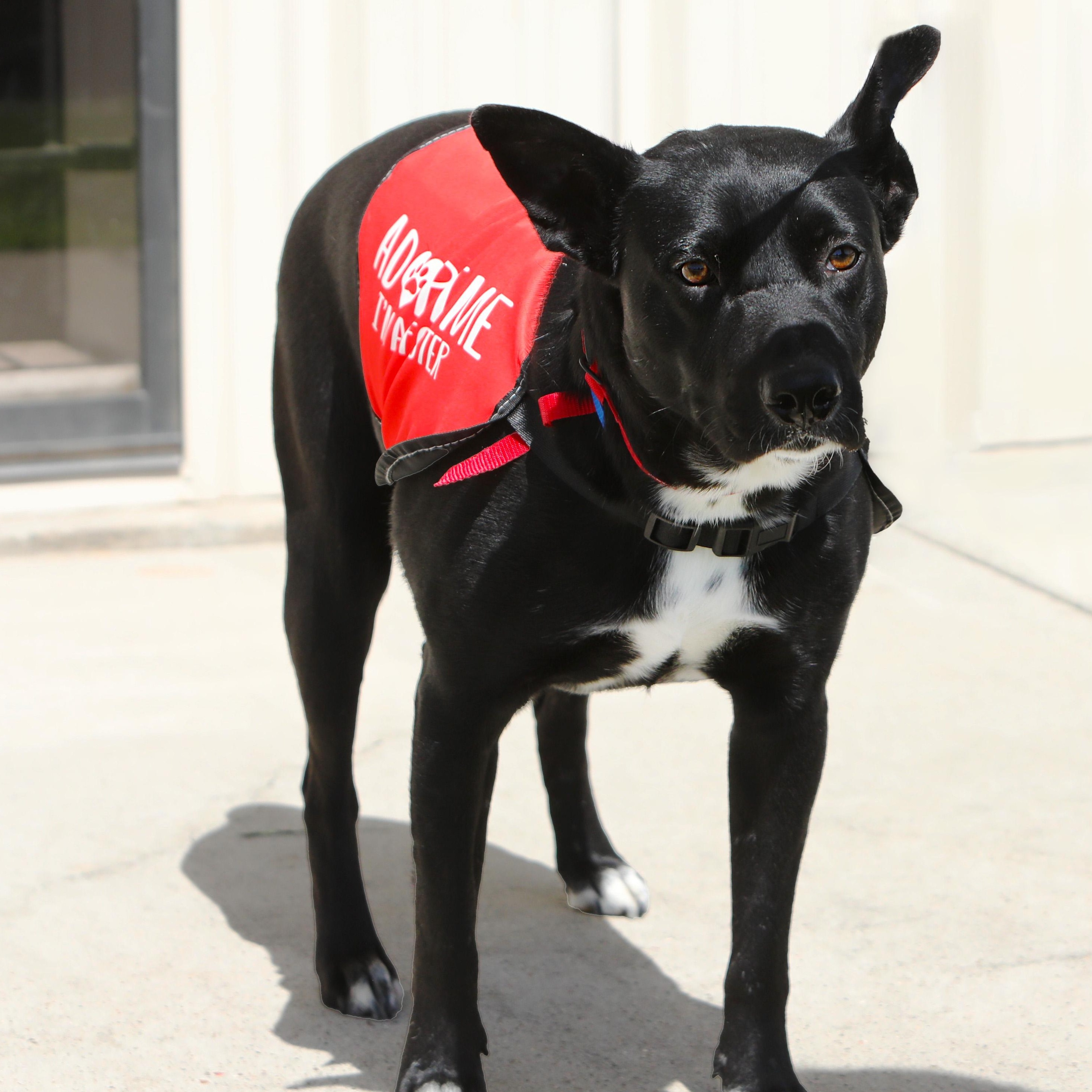 Enlarge Berry, a Adopted mixed breed in Houston, TX image 4/6