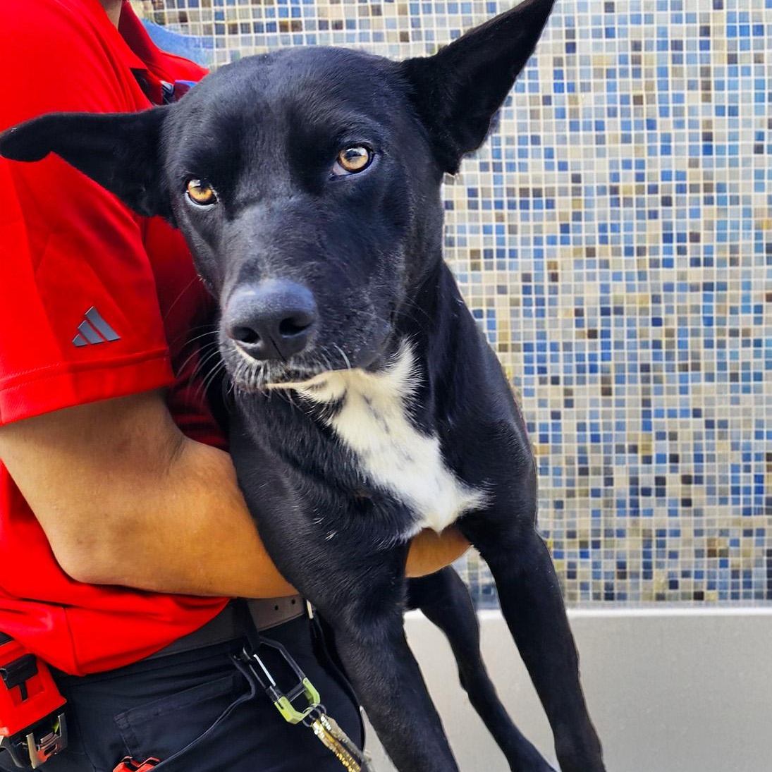 Enlarge Berry, a Adopted mixed breed in Houston, TX image 6/6