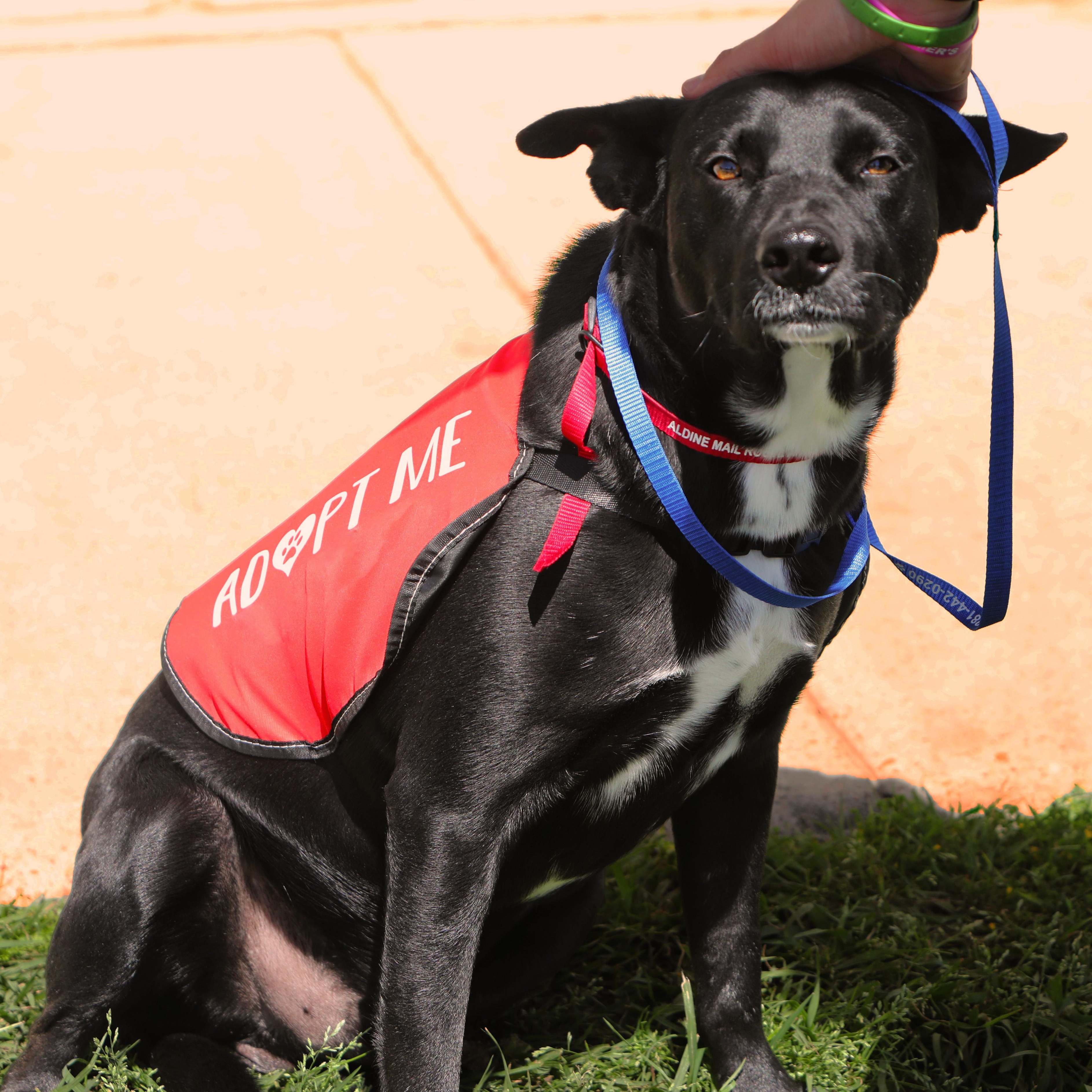 Enlarge Berry, a Adopted mixed breed in Houston, TX image 2/6