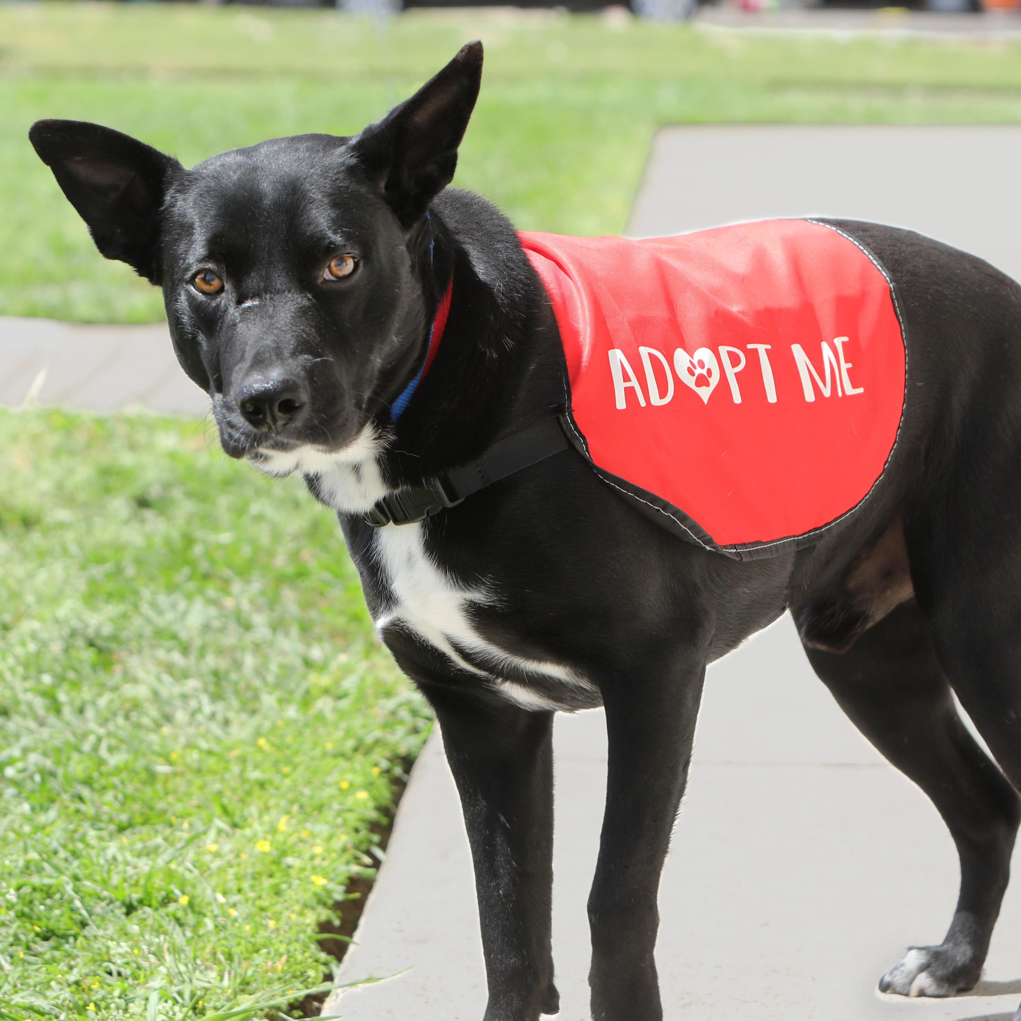 Enlarge Berry, a Adopted mixed breed in Houston, TX image 5/6