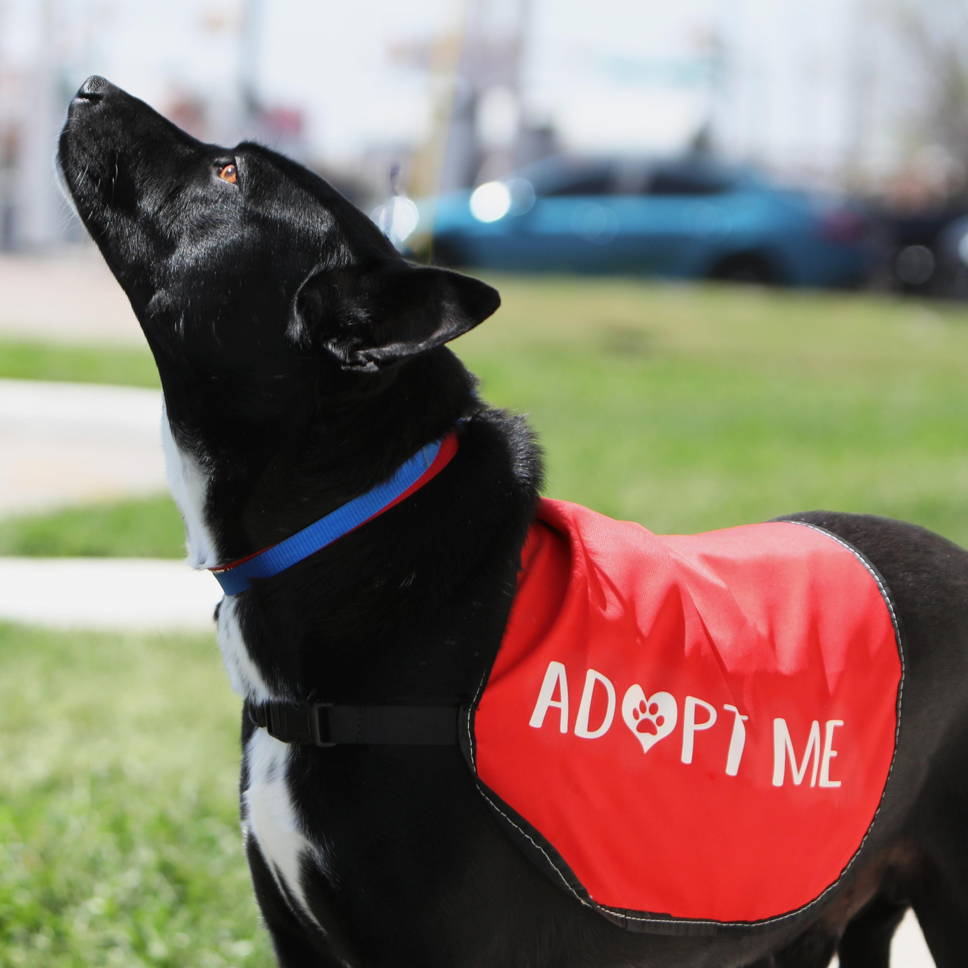 Enlarge Berry, a Adopted mixed breed in Houston, TX image 3/6