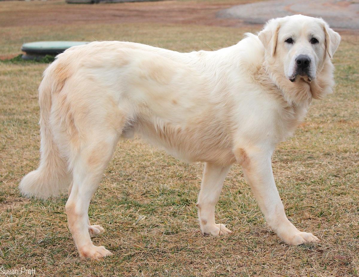 Enlarge Fluffy, a ADOPTABLE mixed breed in Bedford, VA image 2/3