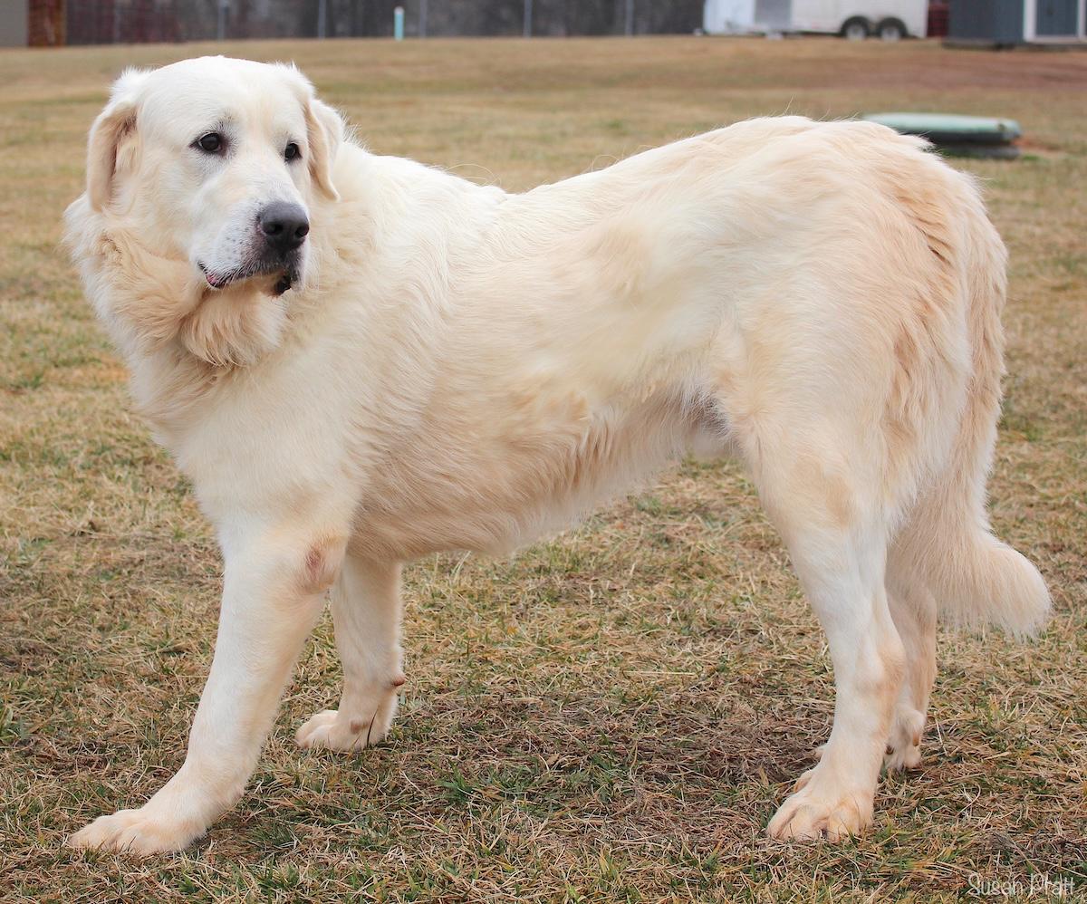 Enlarge Fluffy, a ADOPTABLE mixed breed in Bedford, VA image 3/3