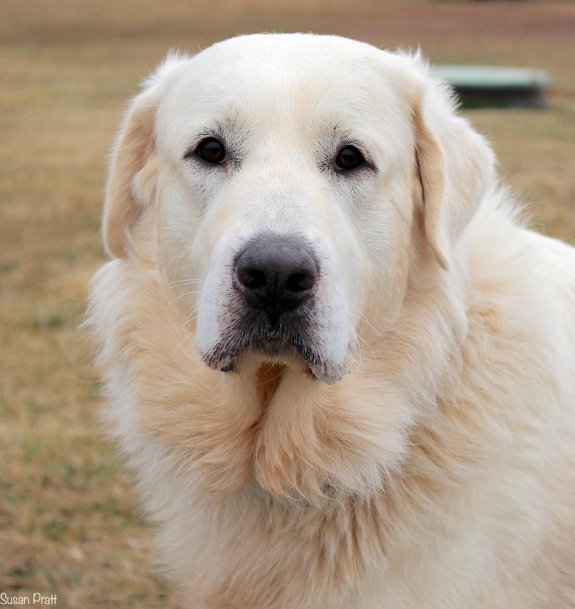Enlarge Fluffy, a ADOPTABLE mixed breed in Bedford, VA image 1/3