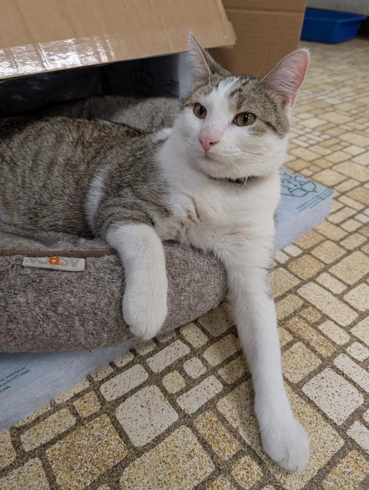 Enlarge June, a Adoptable Domestic Short Hair in Papillion, NE image 1/1
