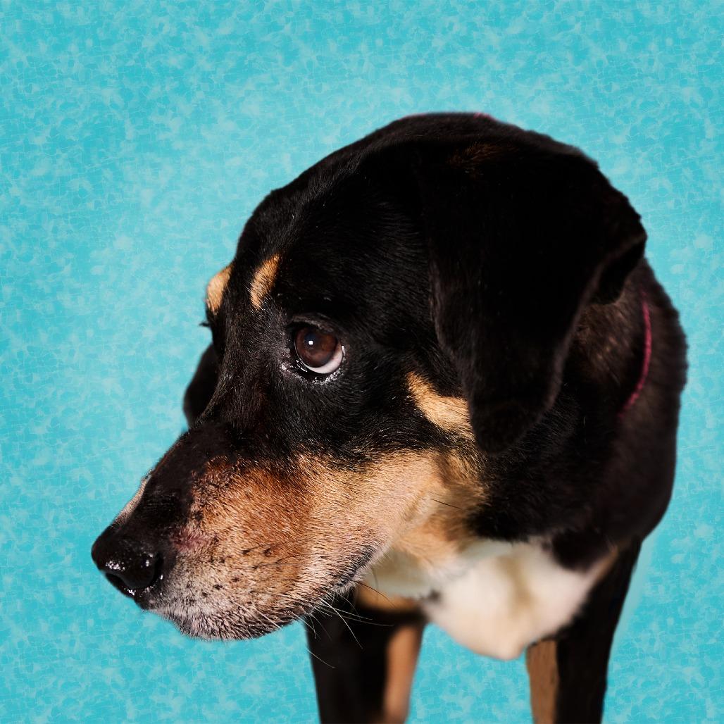 Babilon, a Adoptable Mixed Breed in Guaynabo, PR image 3/5