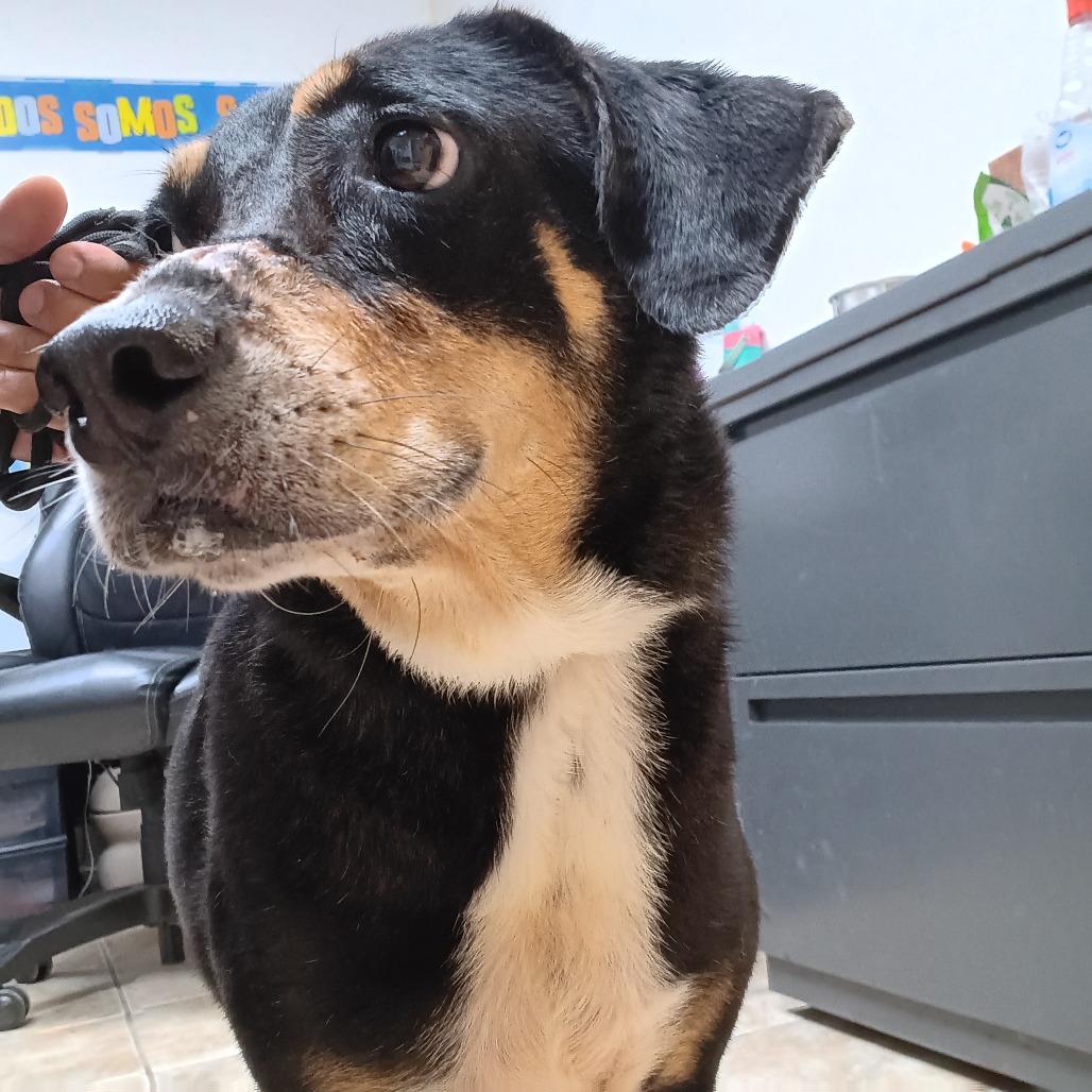 Babilon, a Adoptable Mixed Breed in Guaynabo, PR image 4/5