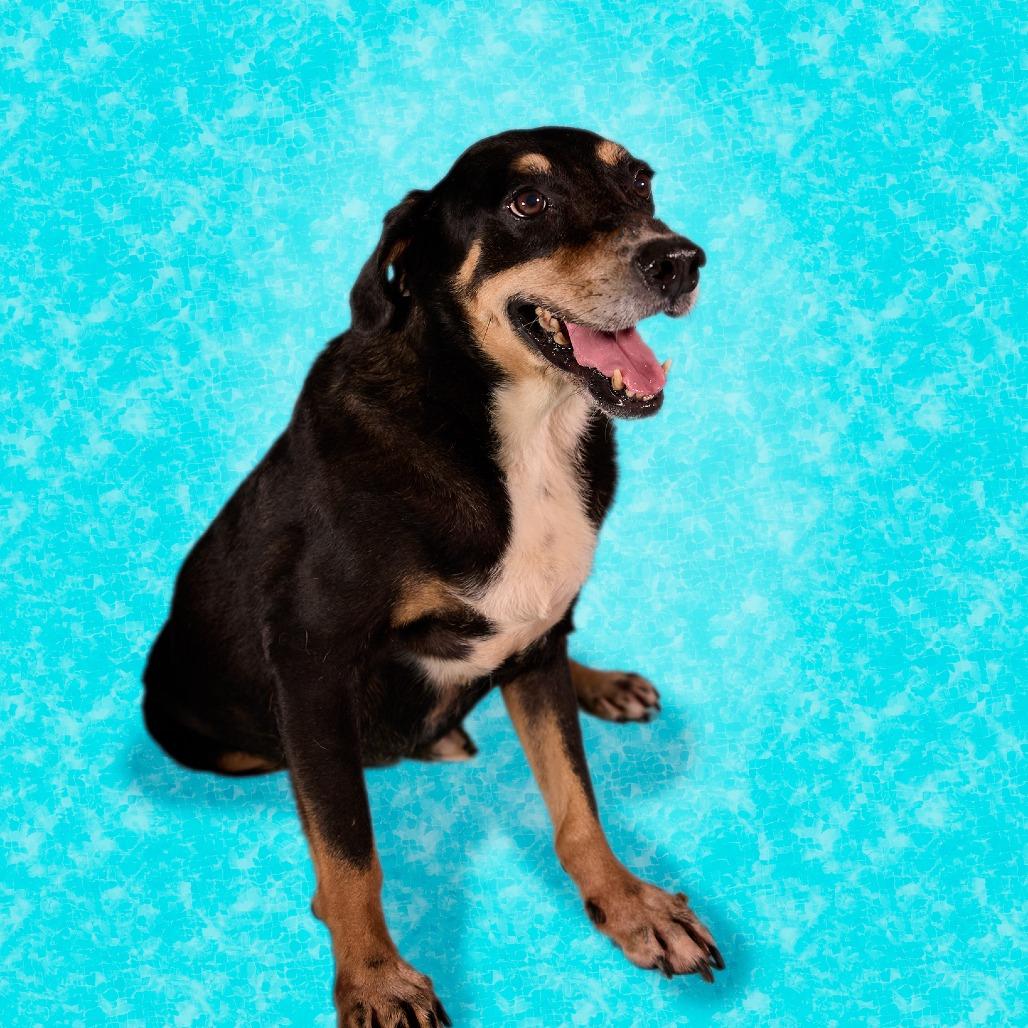 Babilon, a Adoptable Mixed Breed in Guaynabo, PR image 5/5