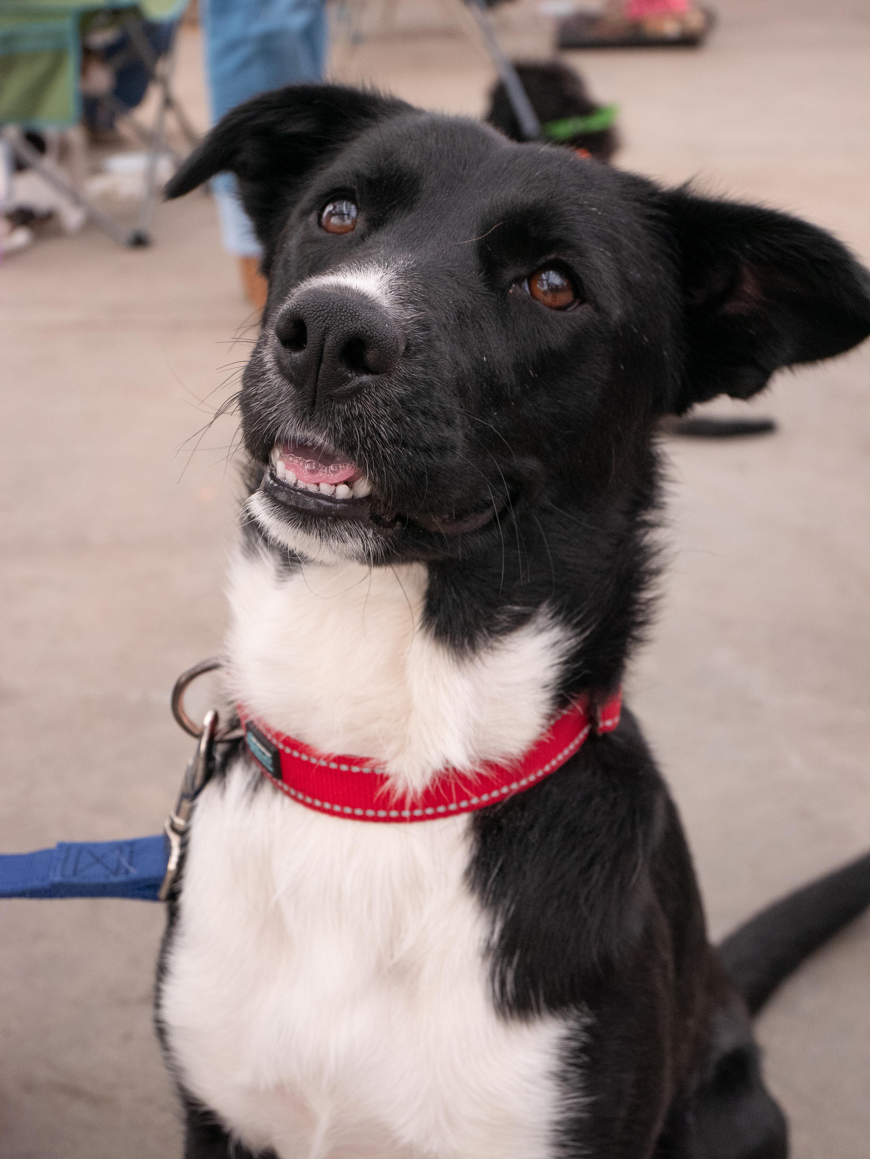Enlarge Isabelle, a ADOPTABLE mixed breed in Minneapolis, MN image 1/6
