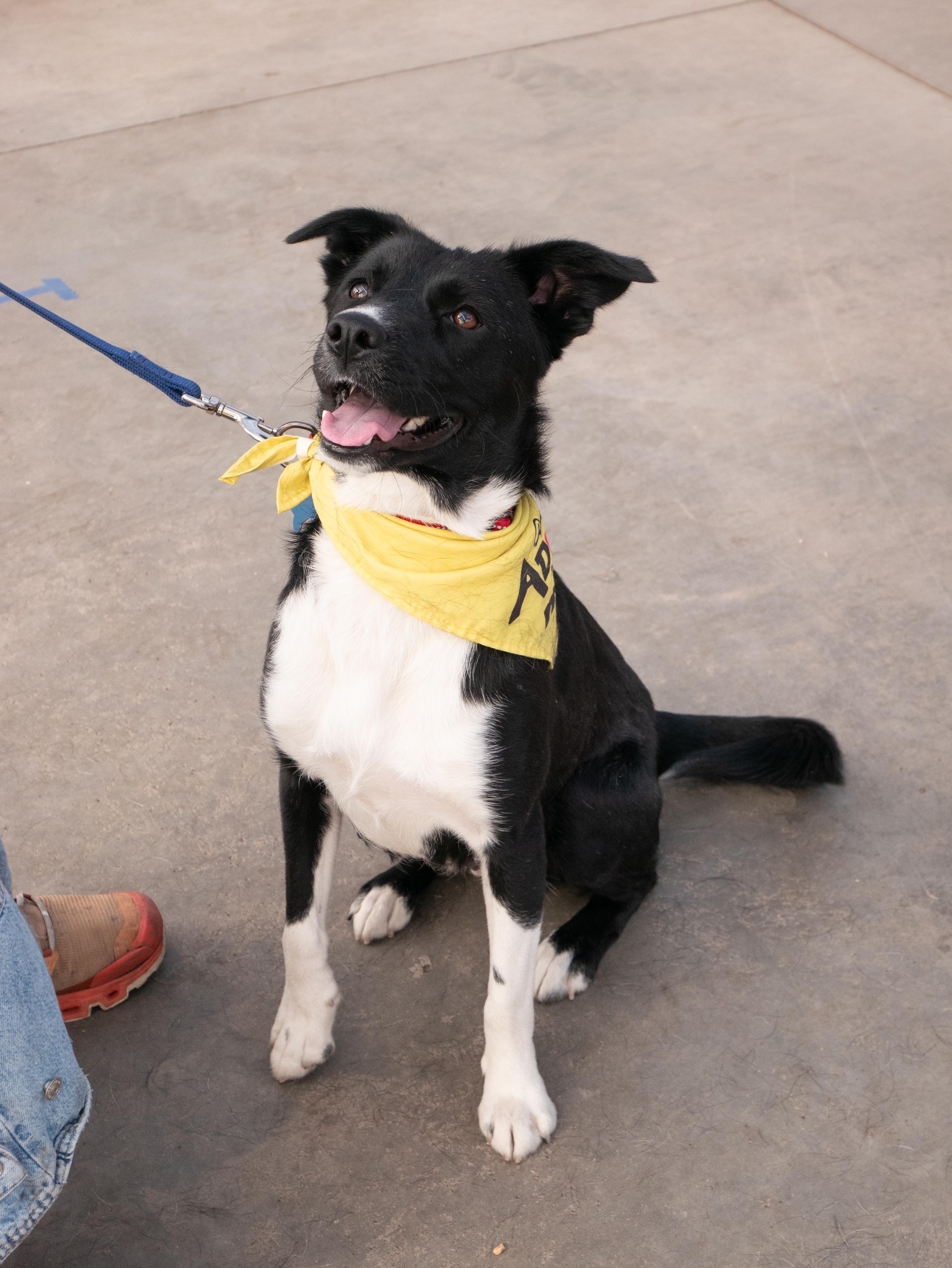 Enlarge Isabelle, a ADOPTABLE mixed breed in Minneapolis, MN image 2/6