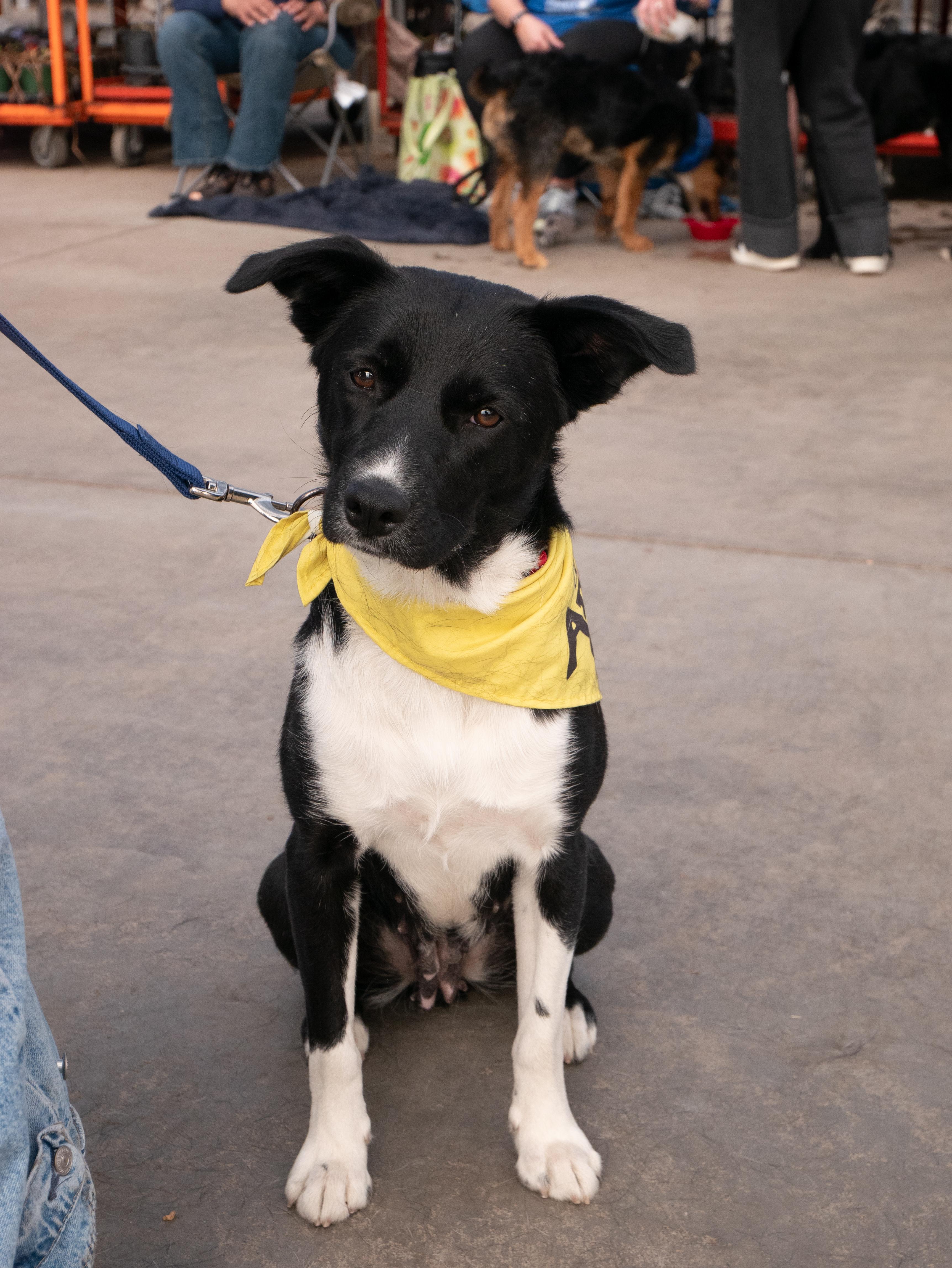 Enlarge Isabelle, a ADOPTABLE mixed breed in Minneapolis, MN image 3/6