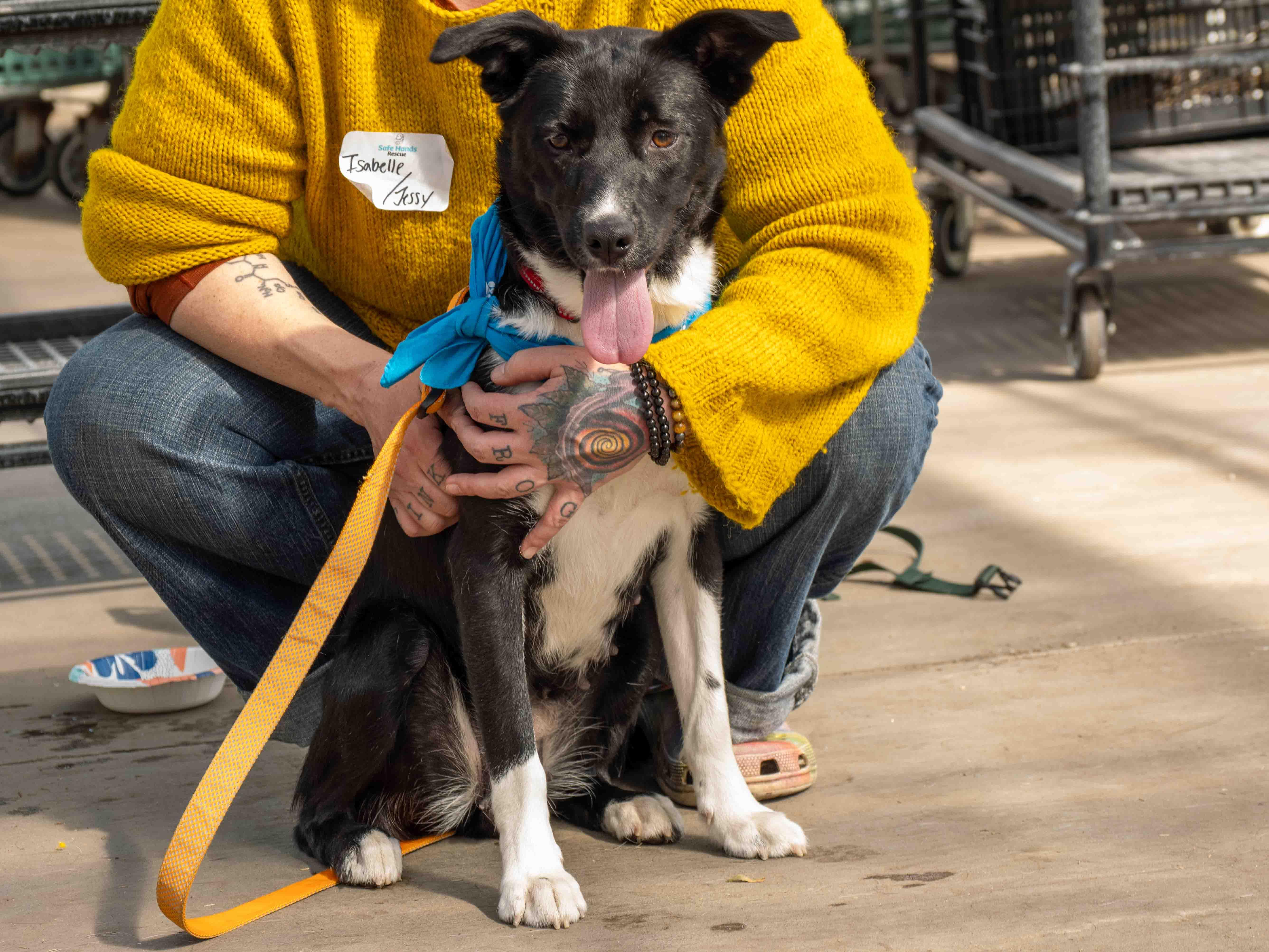 Enlarge Isabelle, a ADOPTABLE mixed breed in Minneapolis, MN image 4/6