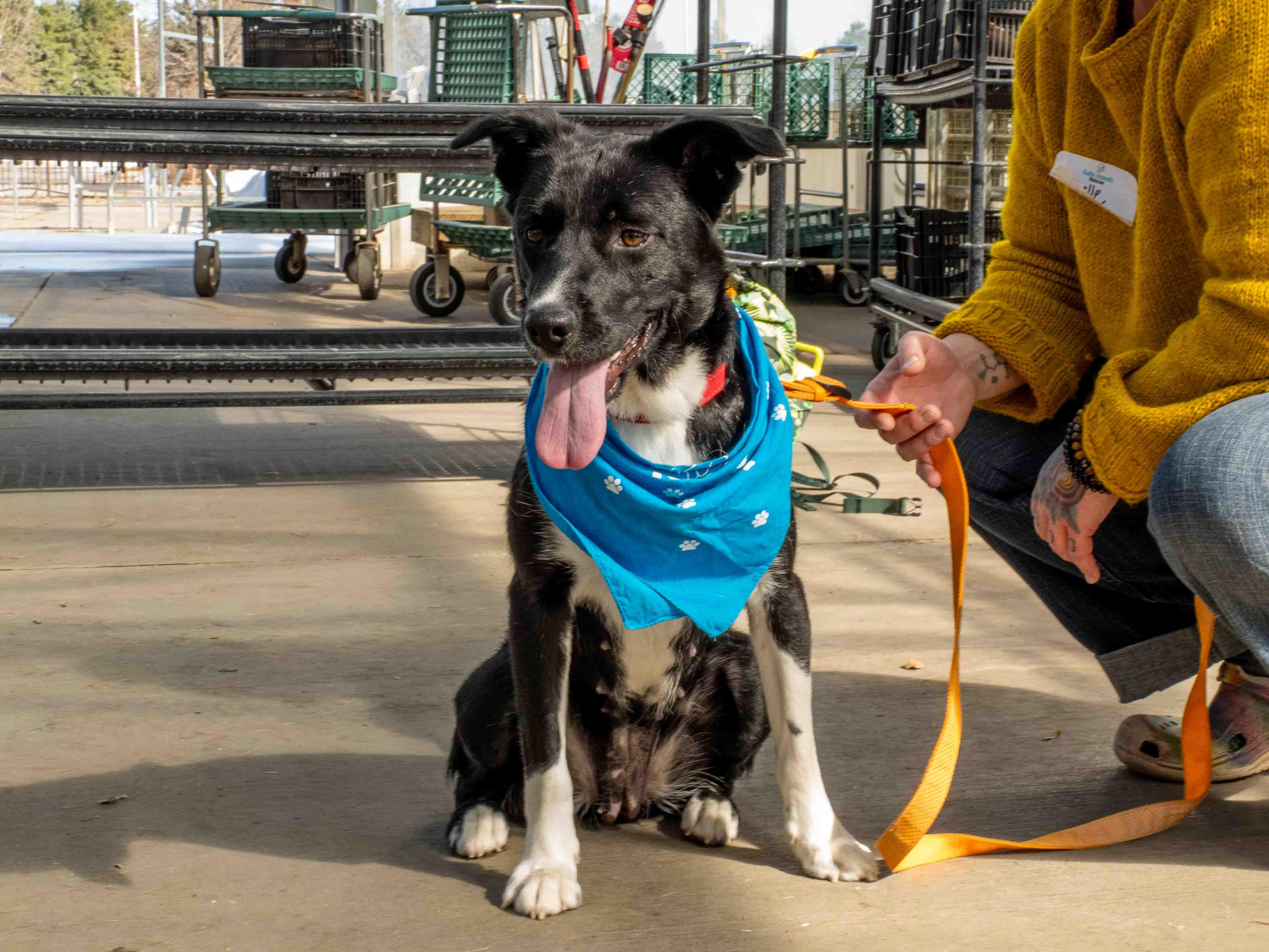 Enlarge Isabelle, a ADOPTABLE mixed breed in Minneapolis, MN image 5/6