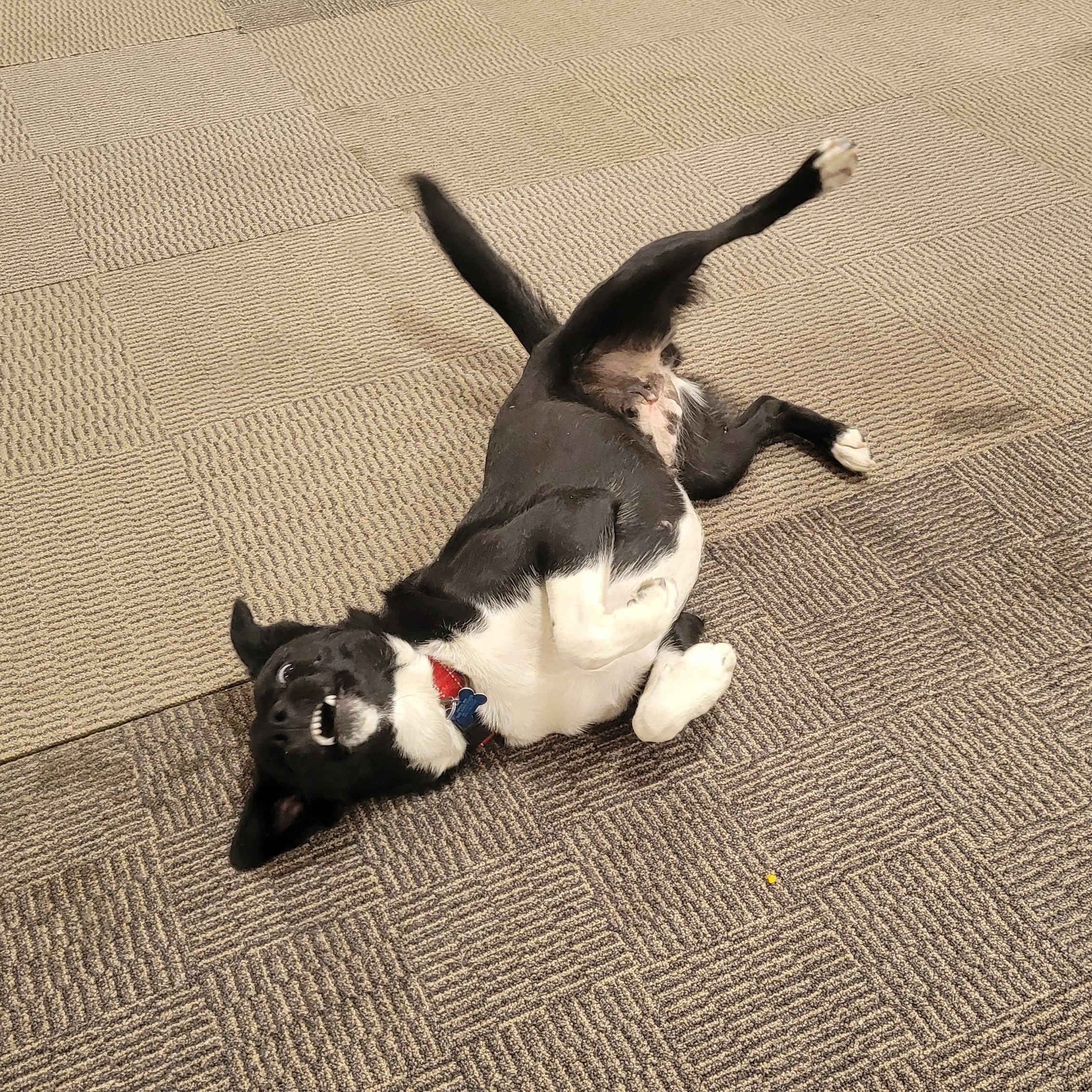 Enlarge Isabelle, a ADOPTABLE mixed breed in Minneapolis, MN image 6/6