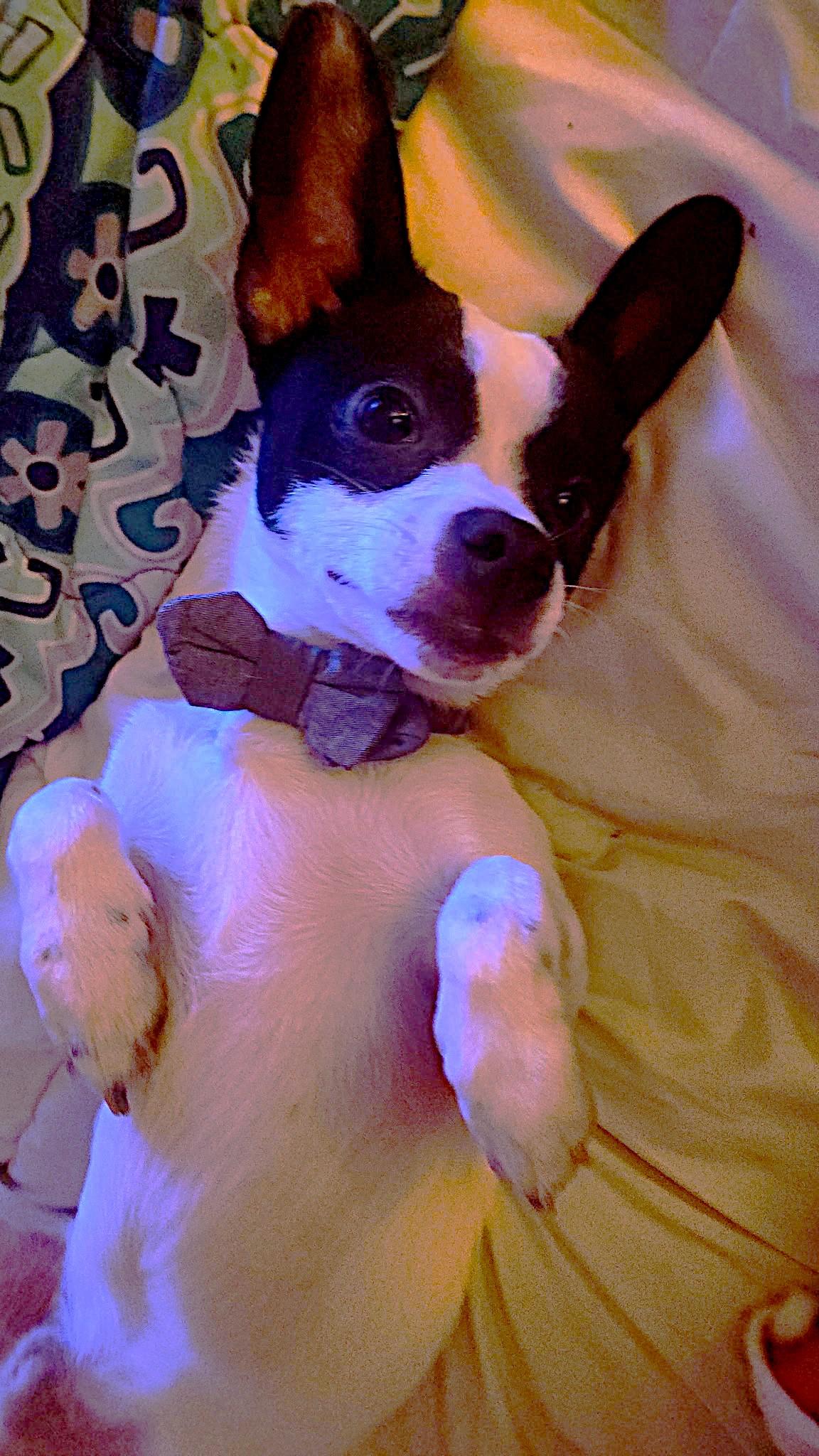 Enlarge Duke, a ADOPTABLE mixed breed in Margate, FL image 2/2