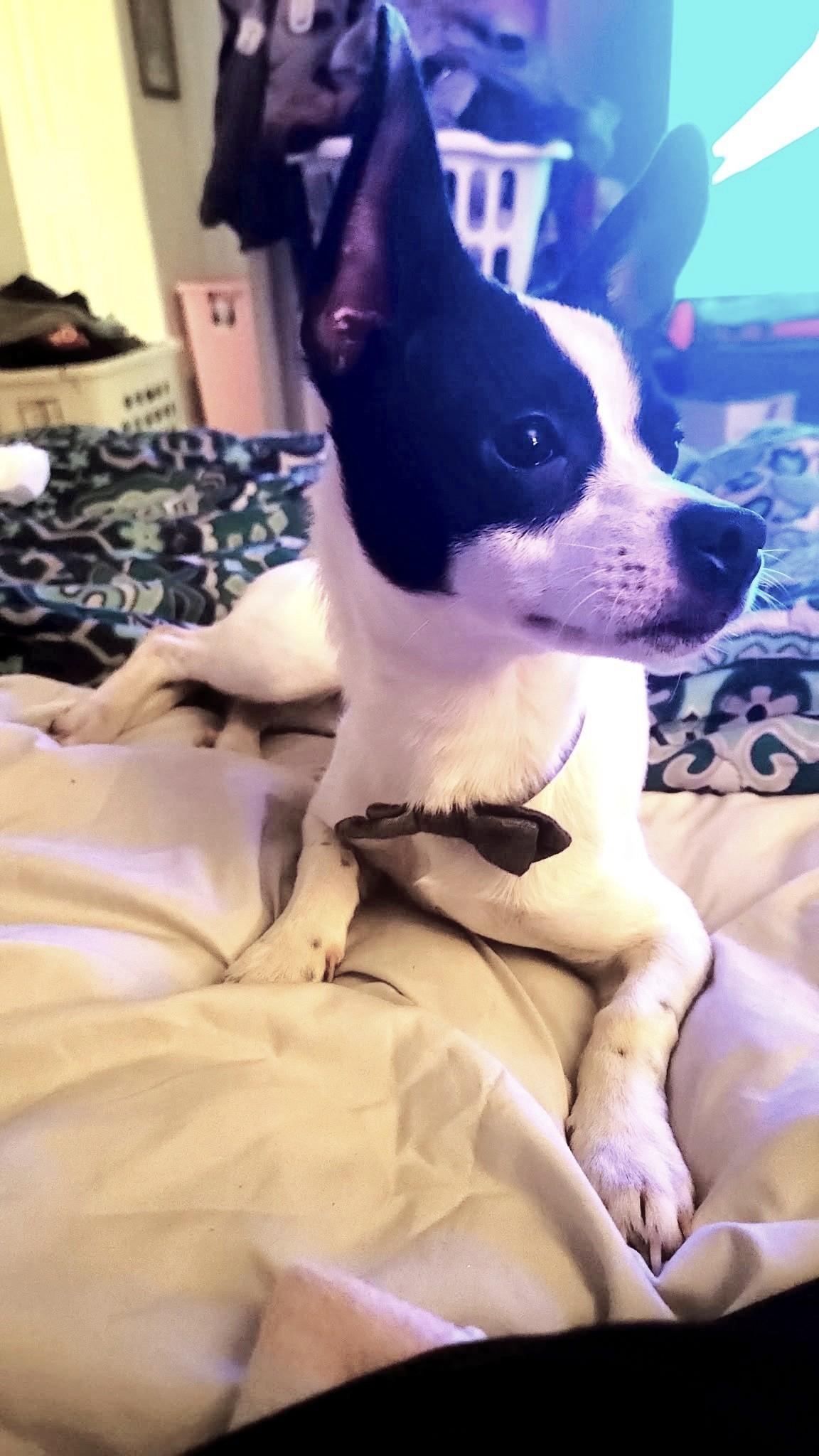 Enlarge Duke, a ADOPTABLE mixed breed in Margate, FL image 1/2