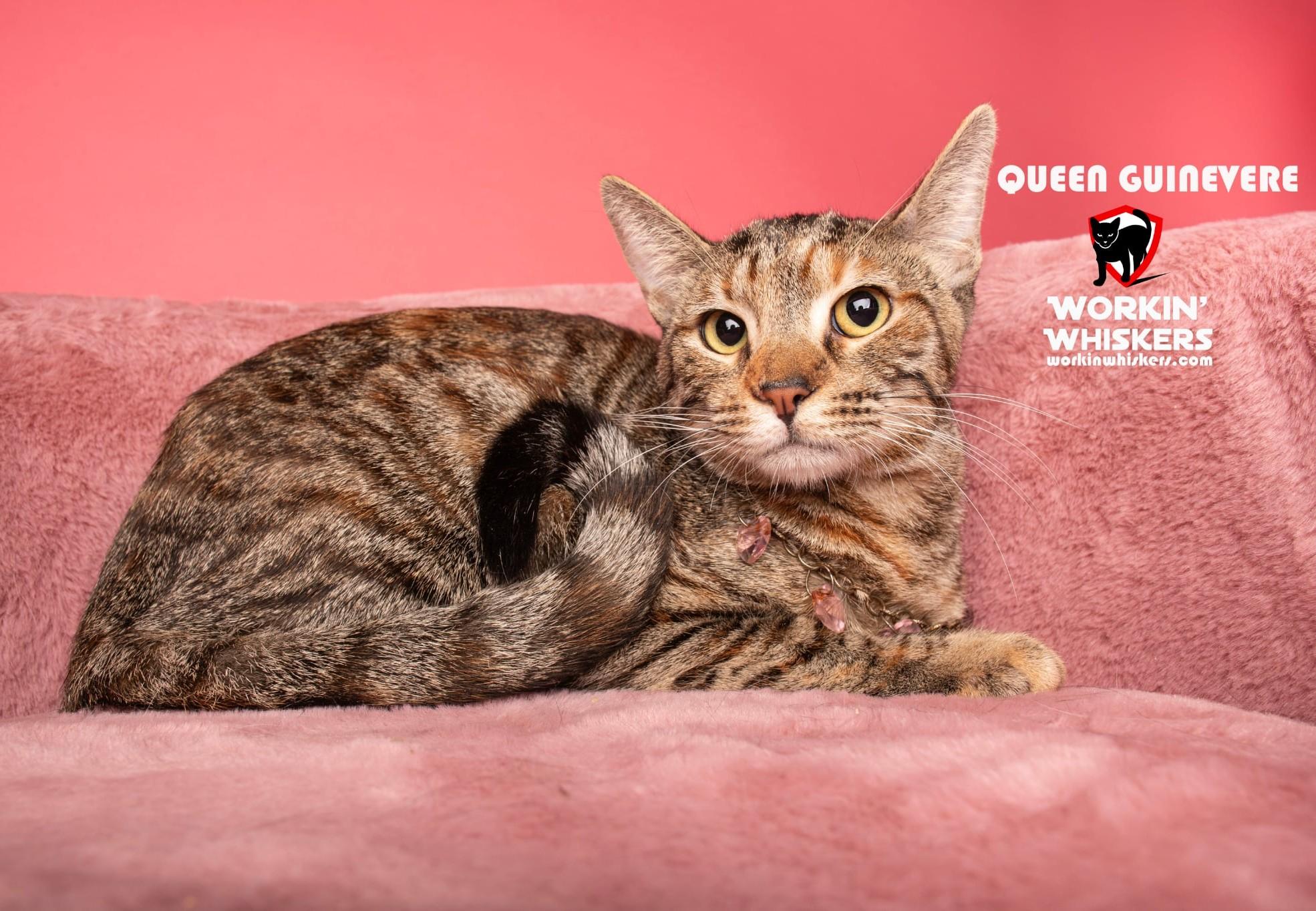 QUEEN GUINEVERE, a Adoptable mixed breed in Murrieta, CA image 1/6