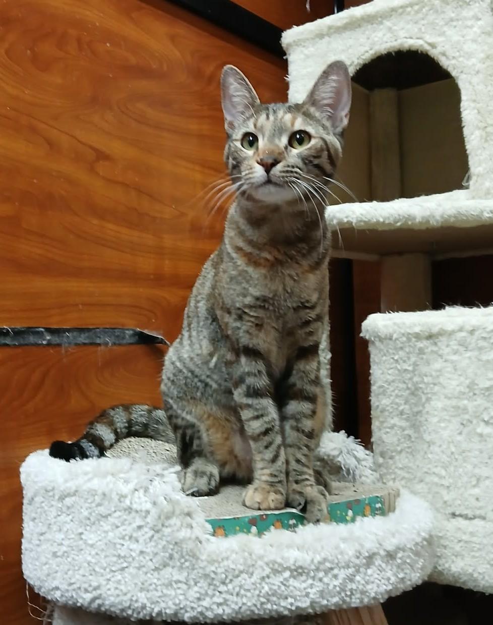 QUEEN GUINEVERE, a Adoptable mixed breed in Murrieta, CA image 5/6