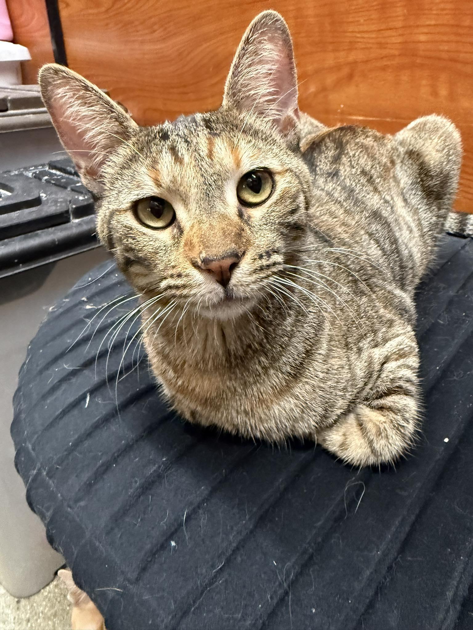 QUEEN GUINEVERE, a Adoptable mixed breed in Murrieta, CA image 4/6