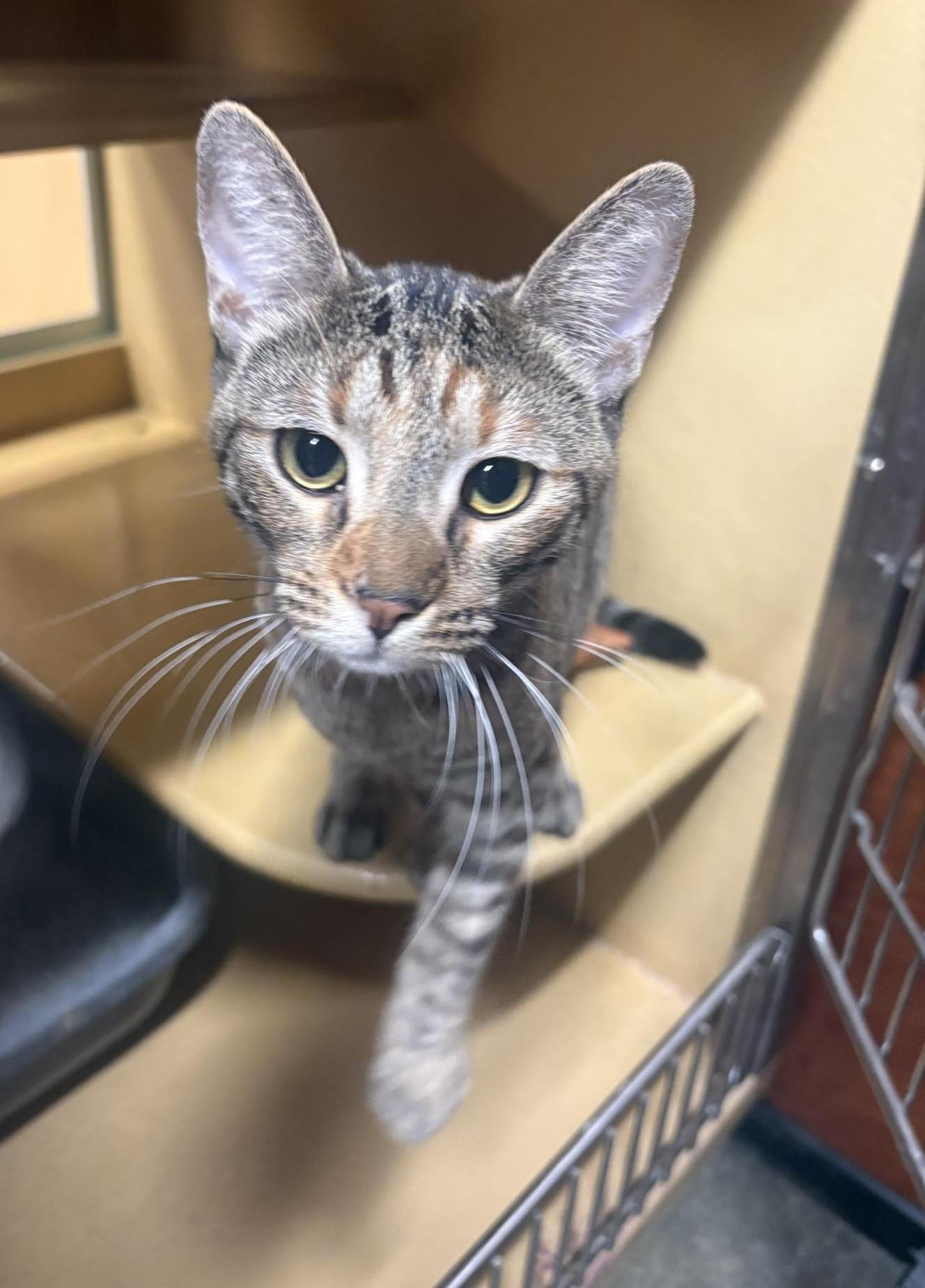 QUEEN GUINEVERE, a Adoptable mixed breed in Murrieta, CA image 3/6