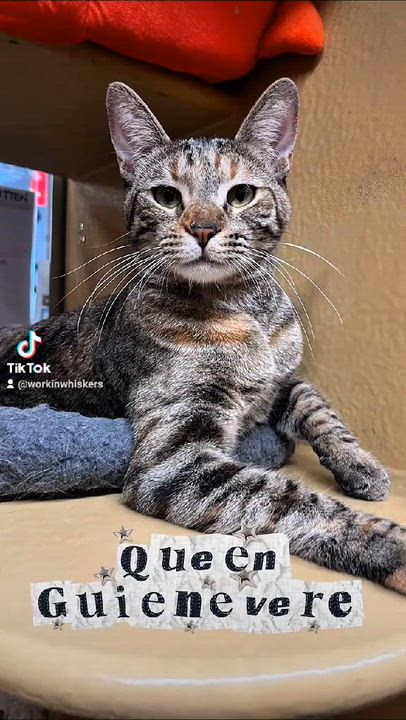 Enlarge QUEEN GUINEVERE, a Adoptable mixed breed in Murrieta, CA video 6/6
