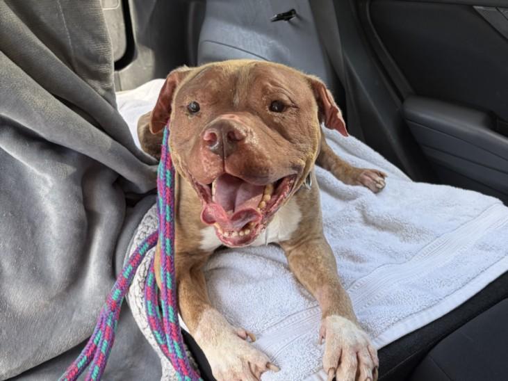 MONTE, Adoptable, Adult Male Pit Bull Terrier & Mixed Breed.