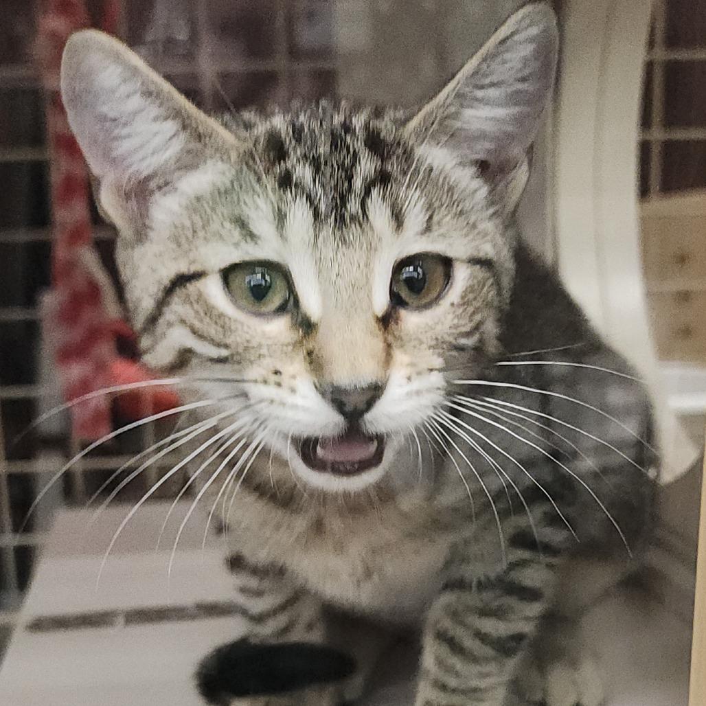 Gabby, Adoptable, Kitten Female Domestic Short Hair.