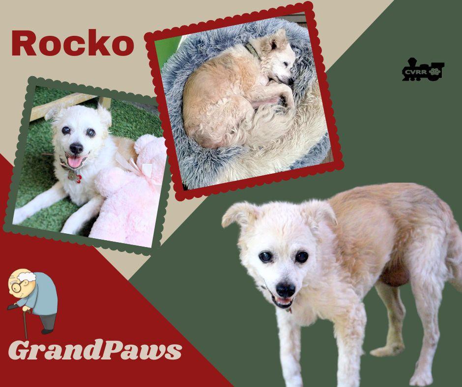 Rocko (GrandPaws), Adoptable, Young Male Terrier.