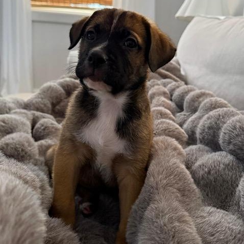 Enlarge Elvis (Presley - Rock Music Legends), a Adoptable mixed breed in Midland, MI image 2/4