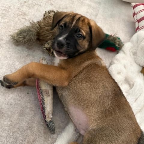 Elvis (Presley - Rock Music Legends), Adoptable, Puppy Male Mastiff & Pit Bull Terrier.