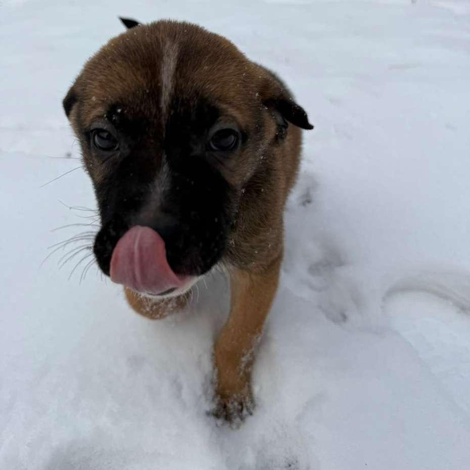 Enlarge Elvis (Presley - Rock Music Legends), a Adoptable mixed breed in Midland, MI image 4/4