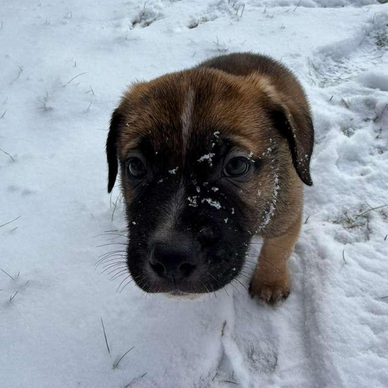Enlarge Elvis (Presley - Rock Music Legends), a Adoptable mixed breed in Midland, MI image 3/4