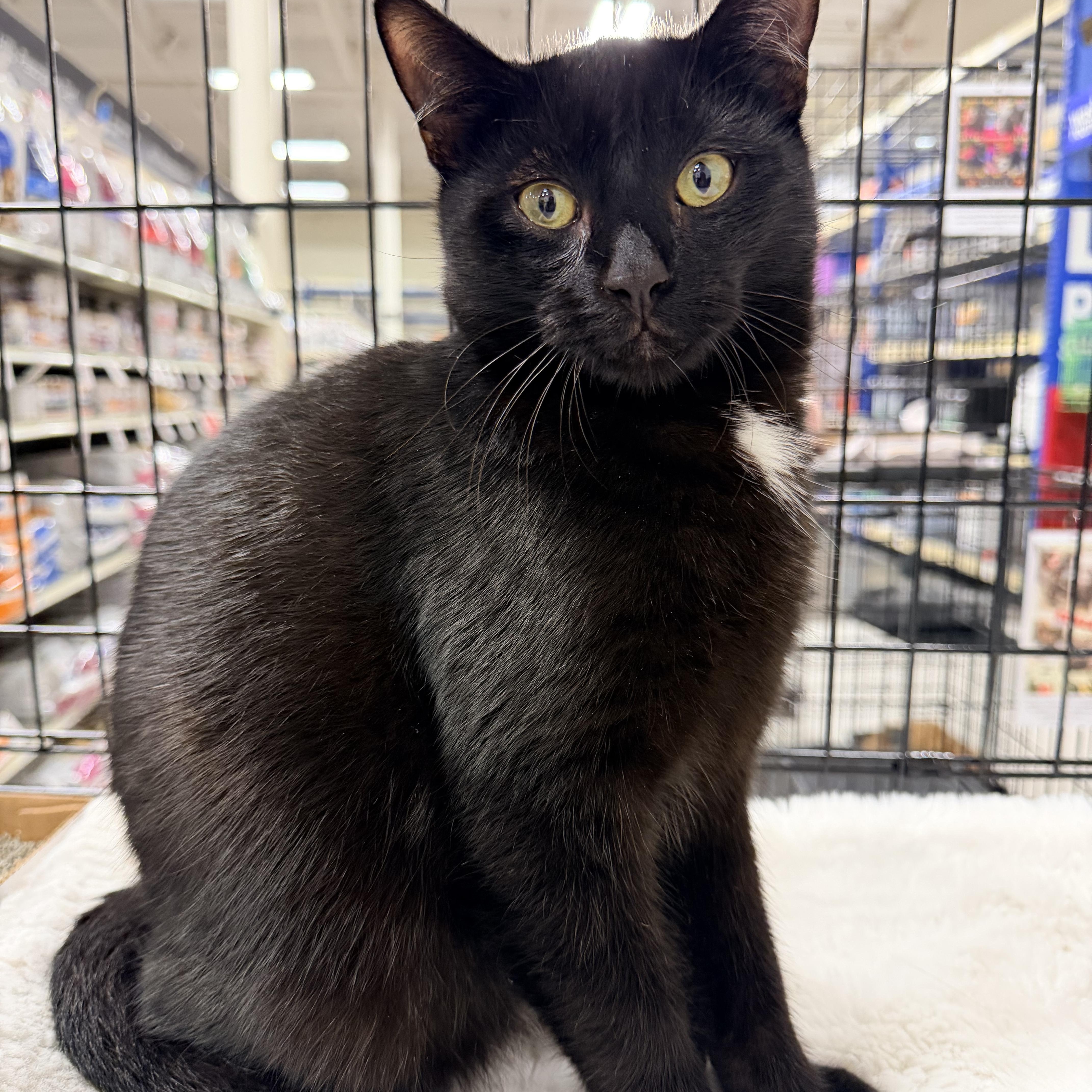 Enlarge Honey Bun, a Adoptable Domestic Short Hair in San Juan Capistrano, CA image 1/2