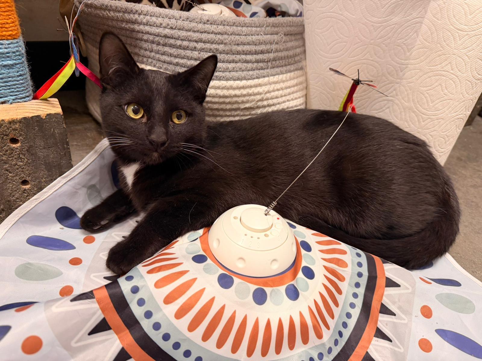 Enlarge Honey Bun, a Adoptable Domestic Short Hair in San Juan Capistrano, CA image 4/5