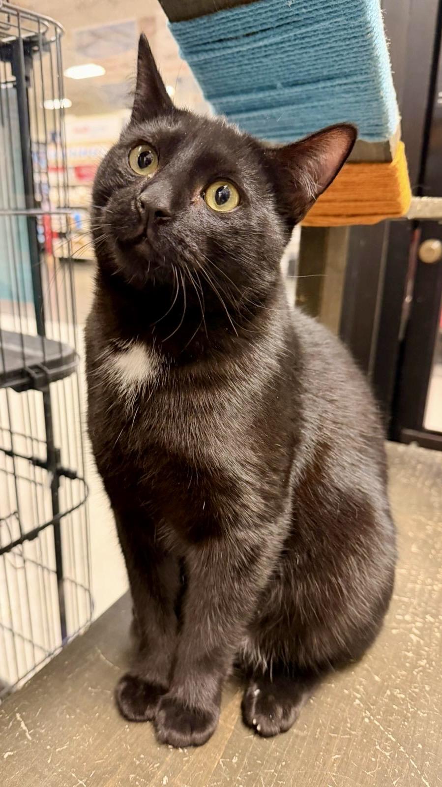 Enlarge Honey Bun, a Adoptable Domestic Short Hair in San Juan Capistrano, CA image 3/5